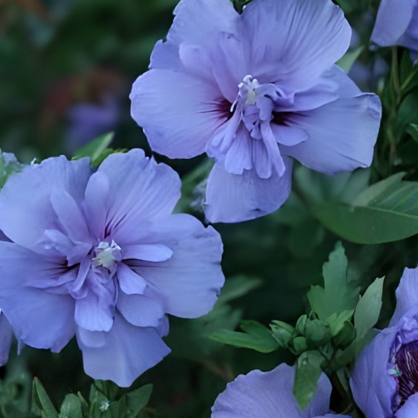 Rose of Sharon Seedlings Lot of 2 – Lavender & White Hibiscus syriacus, Shrubs, Garden Plants, Flowering Bushes