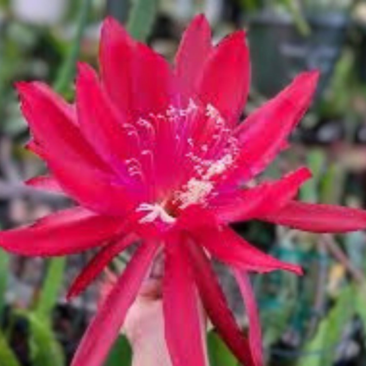 Epiphyllum Cuttings - Unrooted Red Shadow Variety - 8 to 10 Inches Long - Epiphyllum Hybrids Plant Cuttings