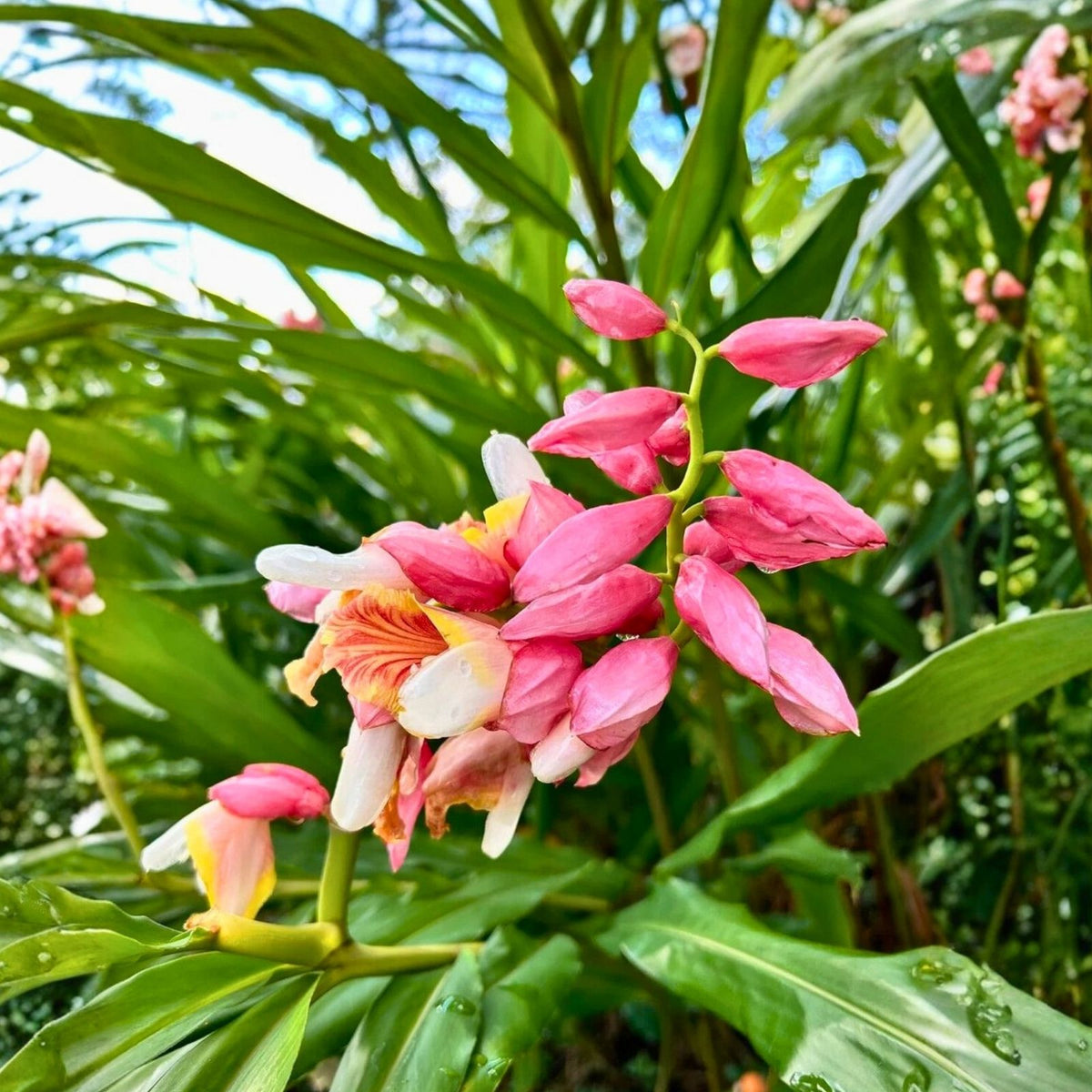 Pink Perfection Shell Ginger Rhizomes - 2 Fresh Alpinia hainanensis - Exotic Blooms & Fragrant Flowers - Easy to Grow Tropical Plant