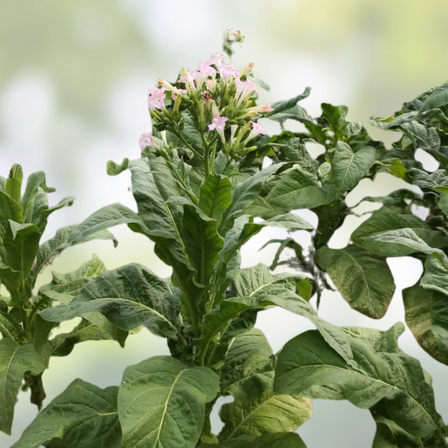 Live Tobacco Plant - Bare Root Nicotiana Tabacum Organic Gardening Plant - 8+ Inches Tall