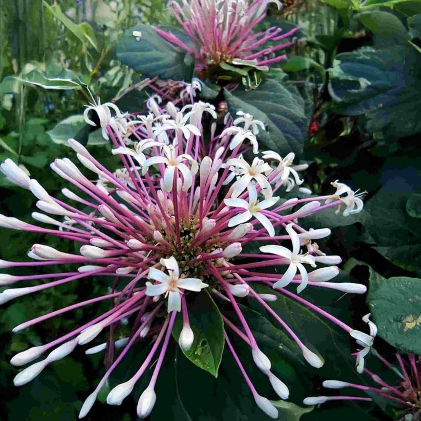 Shooting Star Plant Cuttings 6 Quad Set Clerodendrum Quadriloculare Starburst Tropical Indoor Garden