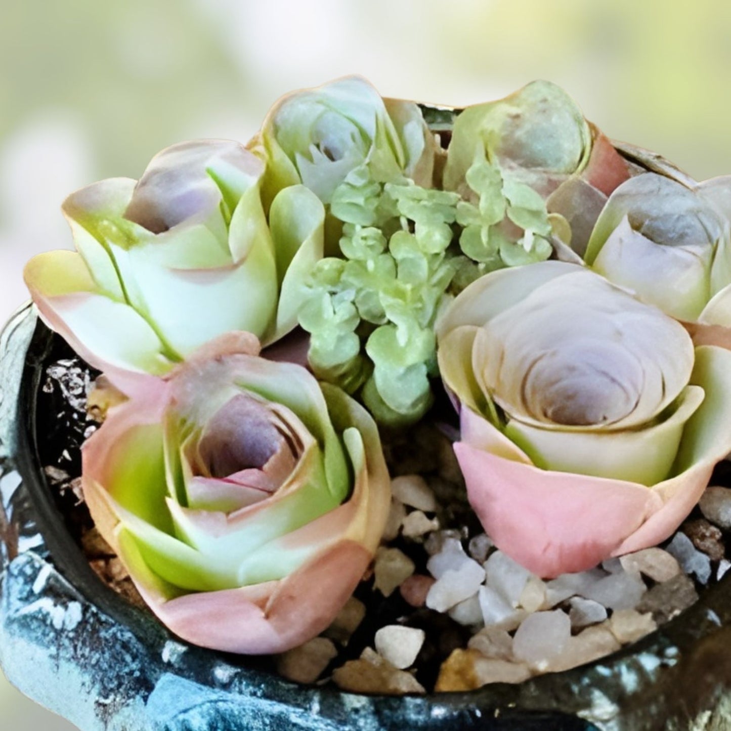 Greenovia Mix Cuttings - Rare Succulents for Propagation - Indoor Garden Plants - Perfect for Collectors - Aeonium spp.
