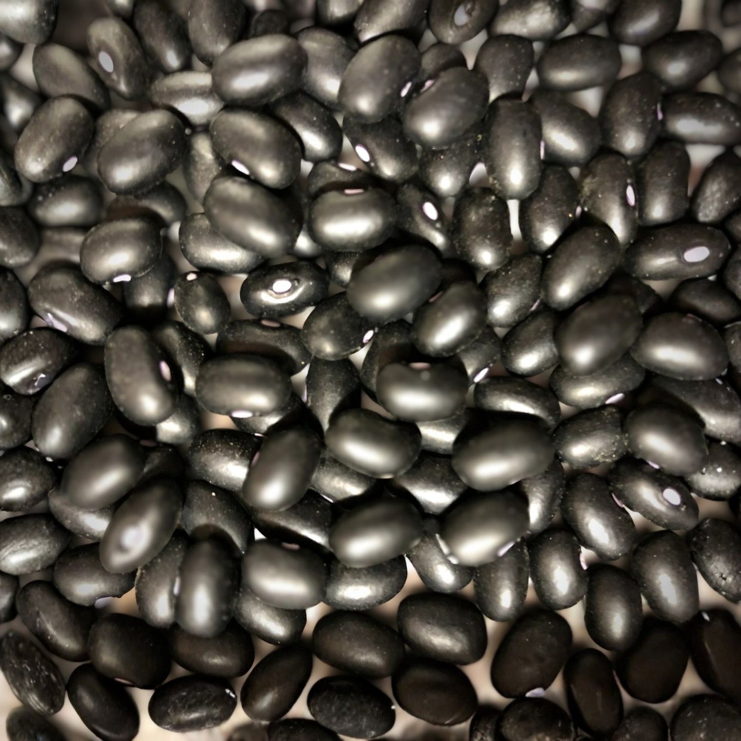 Black Turtle Pole Bean Seeds – Heirloom Variety, Organic Vegetable Seeds, Phaseolus vulgaris, 100+ Black Bean Seeds for Gardening