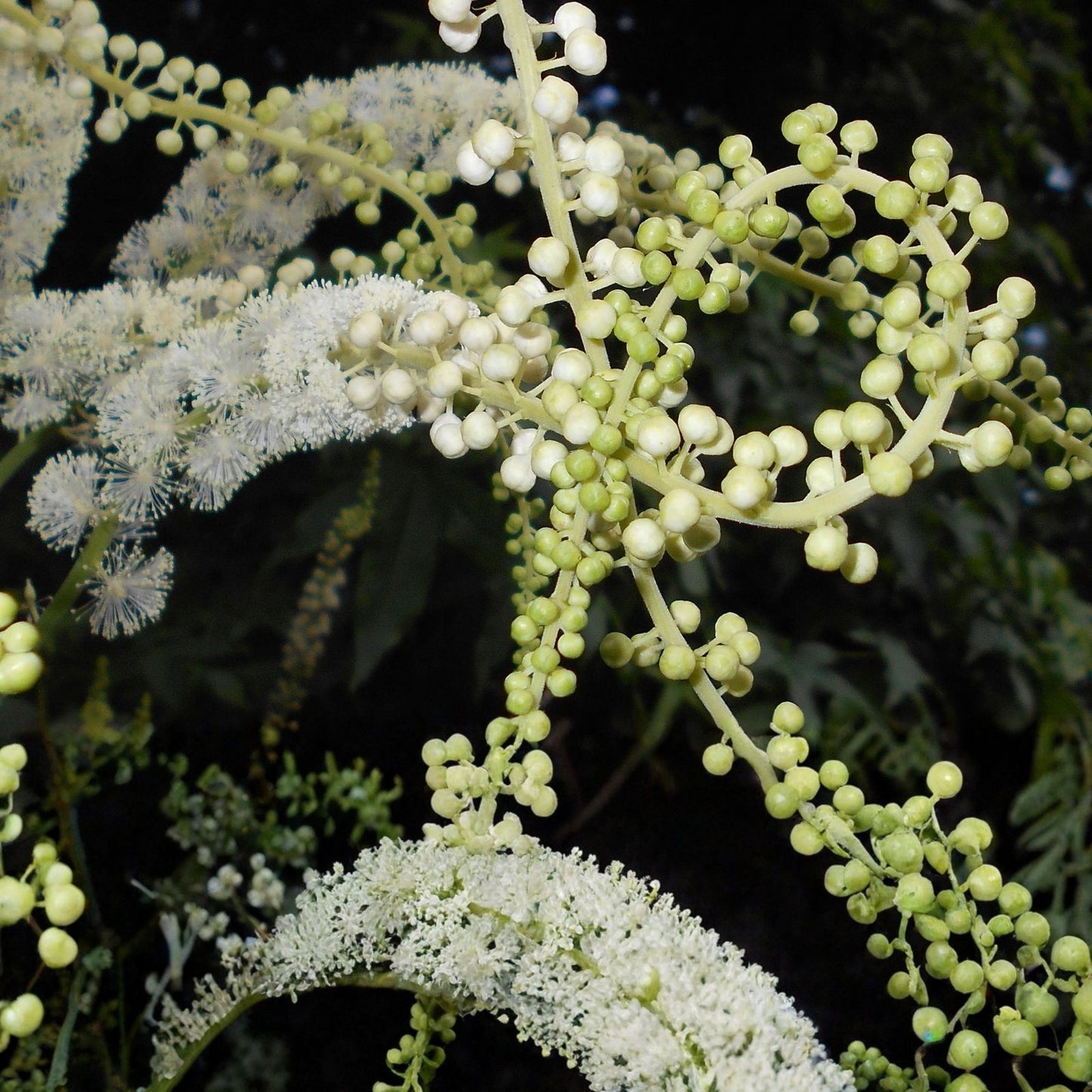 Black Snakeroot Seeds 15 Pack – Rare Cimicifuga racemosa for Planting – Perennial Shade Garden Flower Seeds