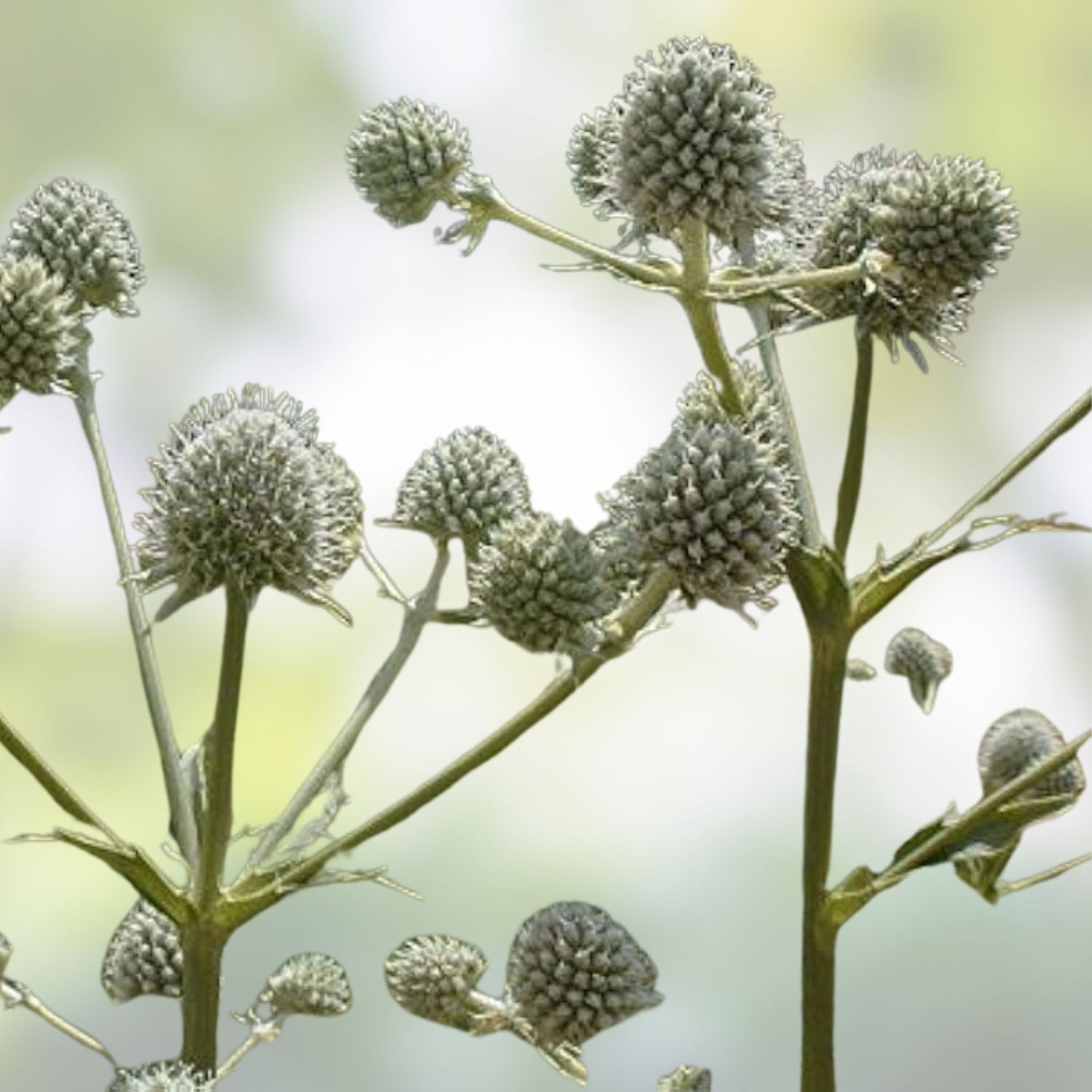 Rattlesnake Master Seeds 100 Pack - Hardy Herbaceous Eryngium yuccifolium for Planting - Native Perennial Flower Seeds