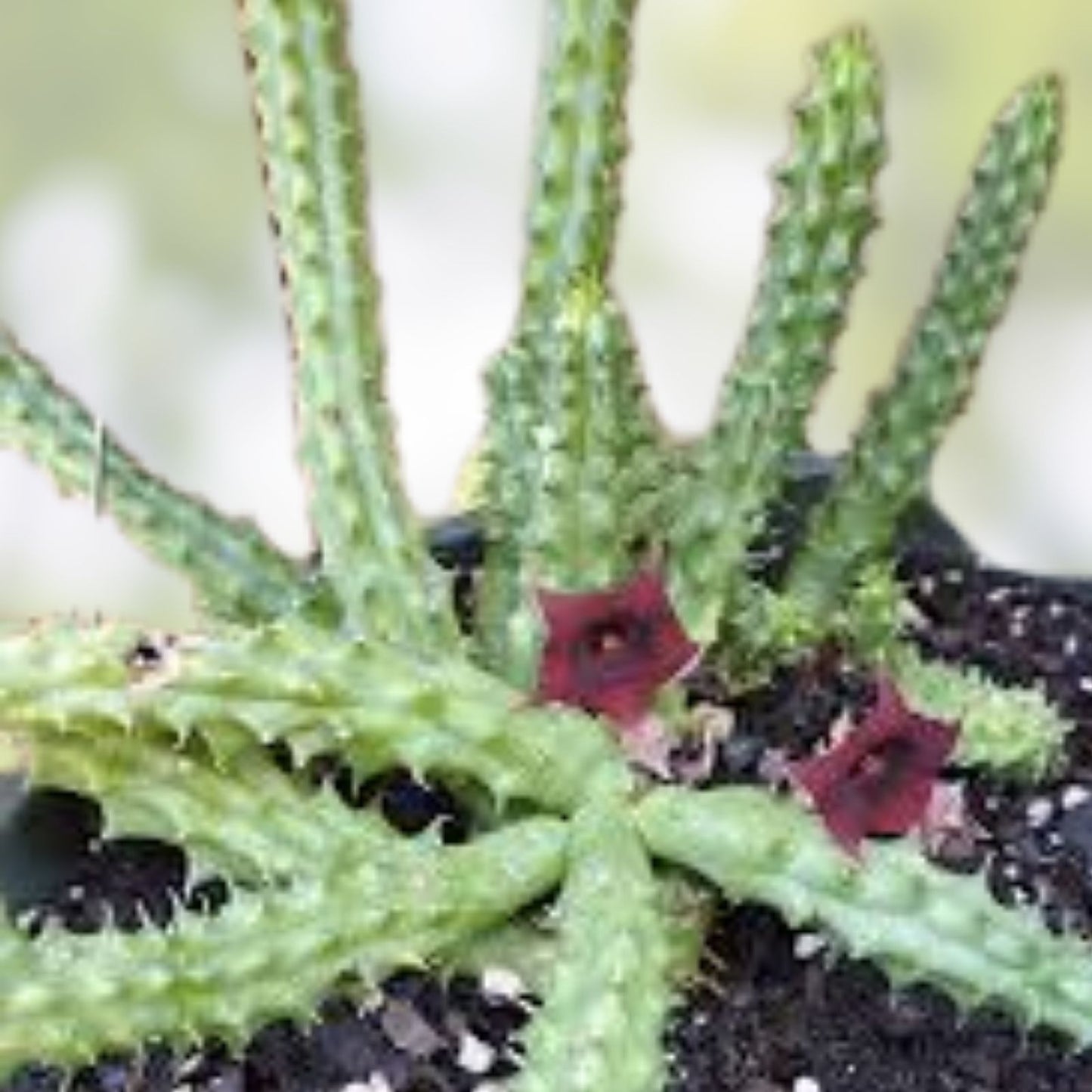 Huernia Pendula Cutting - Bootlace Huernia Succulent - 4-5 Inches - Unique Indoor Plant for Gardens and Collectors