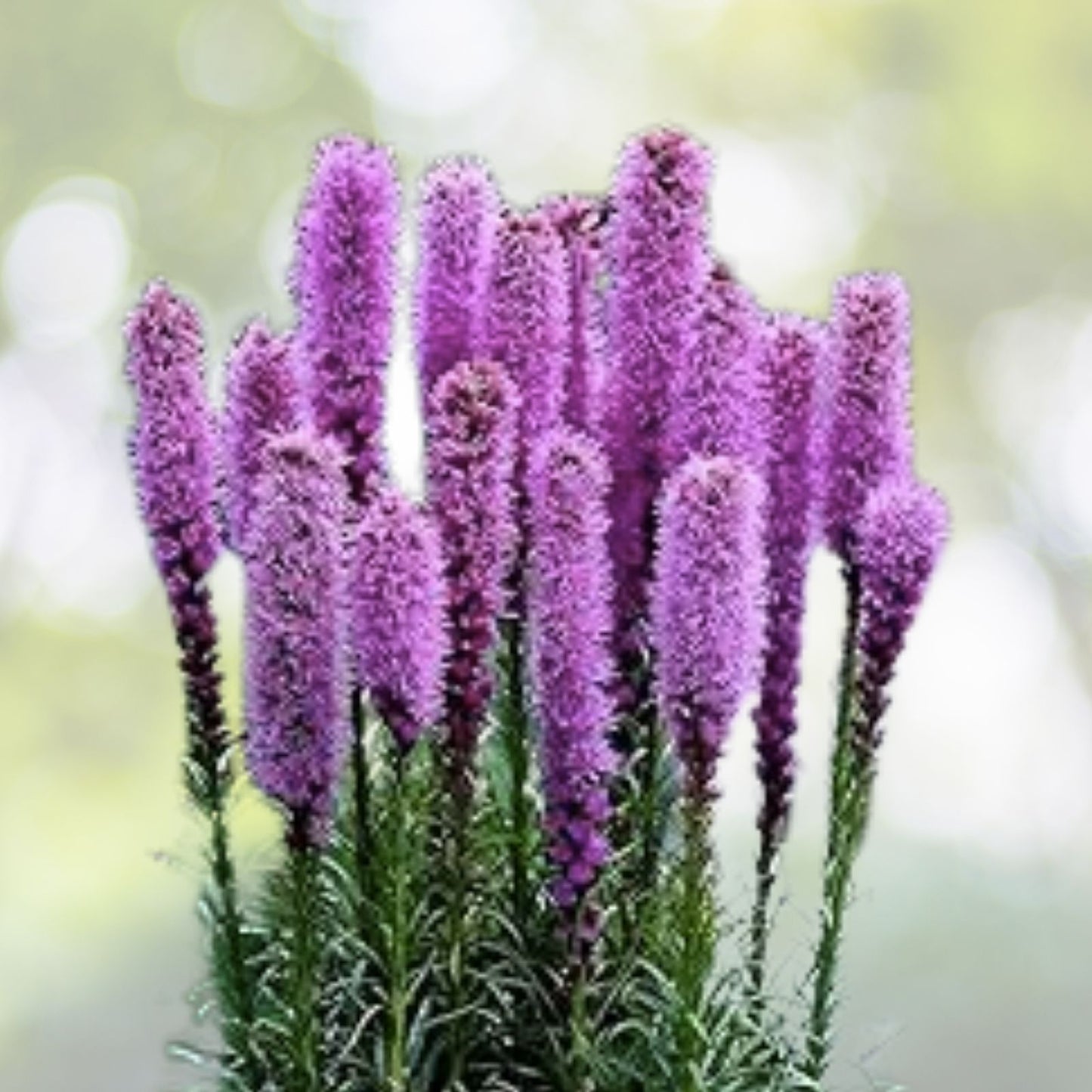 Yellow Blazing Star Flower Seeds - 100+ Evening Star Desert Native Wildflower - Liatris spicata - USA