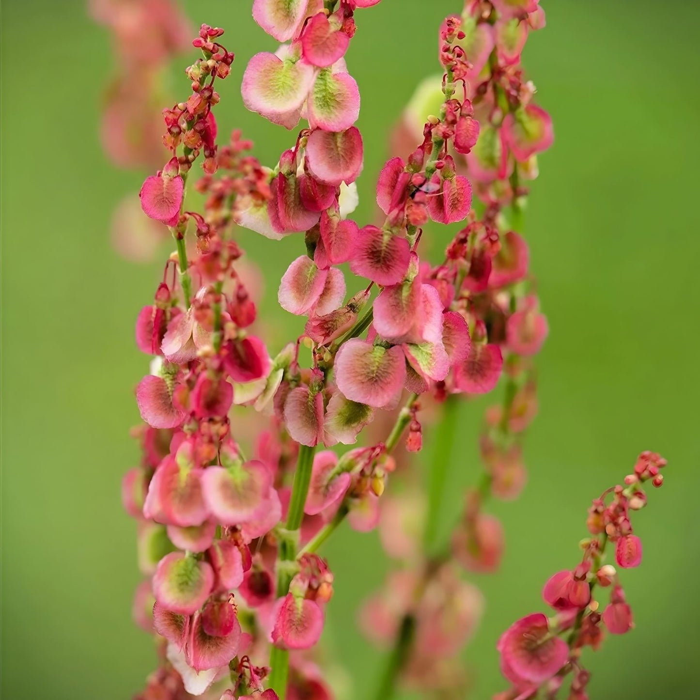 Cactusweed Seeds 50 Count – Curly Dock Seeds Rumex crispus Perennial Wildflower for Planting