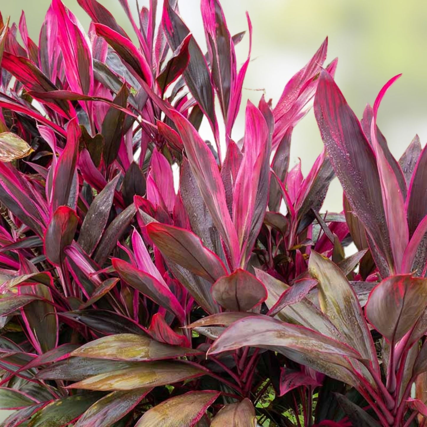 Hawaiian Ti Leaf Cuttings 6-Inch Red Variety, Fresh Cordyline fruticosa Starter Logs for Gardening and Landscaping