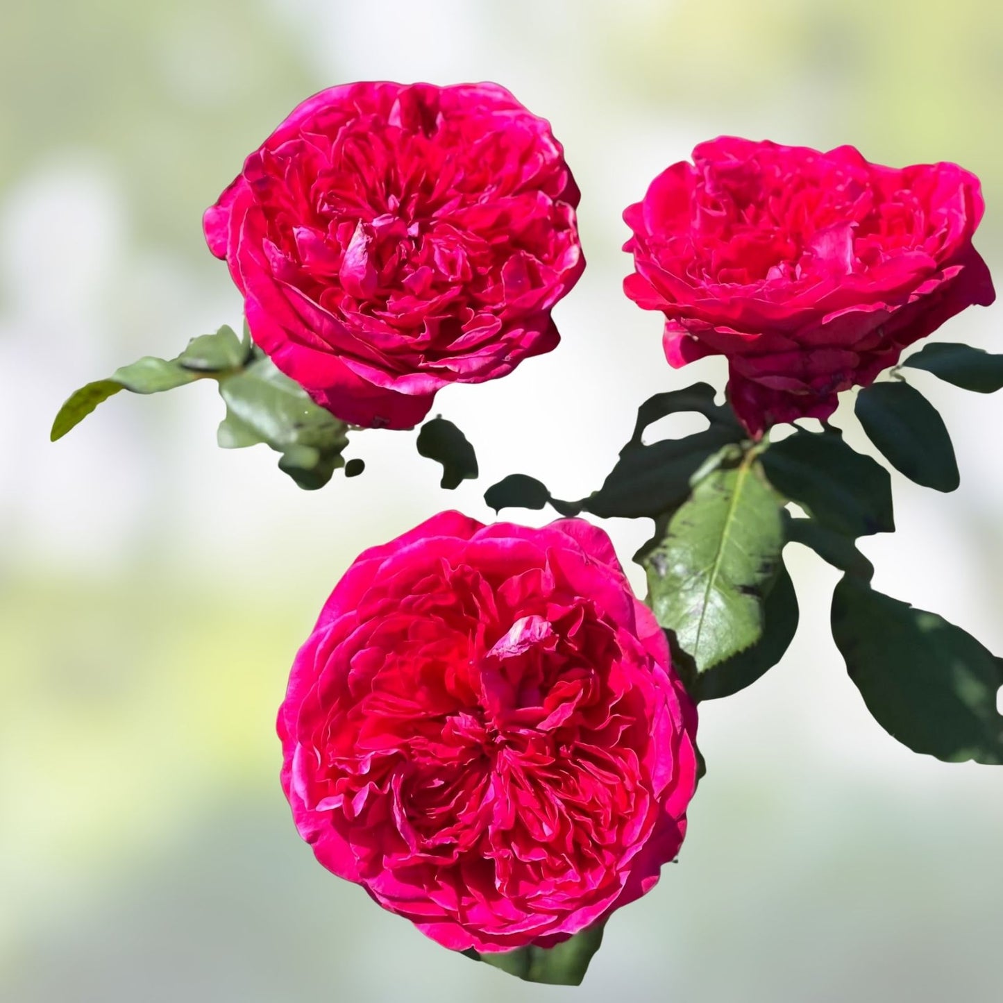 Super Rare Rouge Royal Red Rose Cuttings - 3 Pieces for Rooting or Grafting - Rosa 'Rouge Royal'