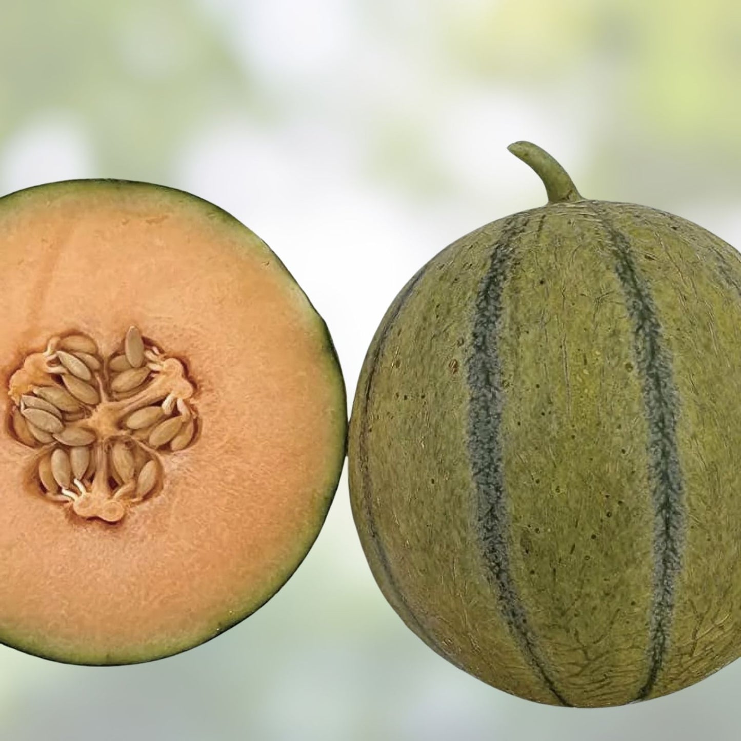 Tiger Melon Seeds - 10 Rare Exotic Garden Fruit Seeds - Cucumis melo var. tigrius - Unique Tropical Melon Variety