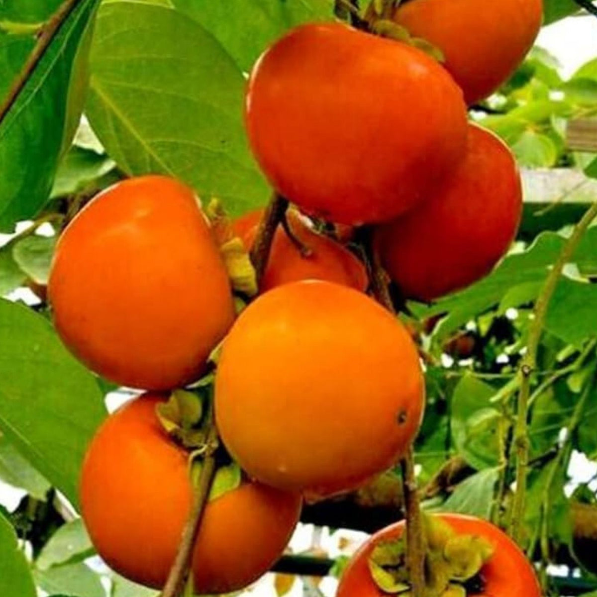 Persimmon Tree Seeds 10 Pack - American Grown Outdoor Plant Diospyros virginiana Fruit Tree