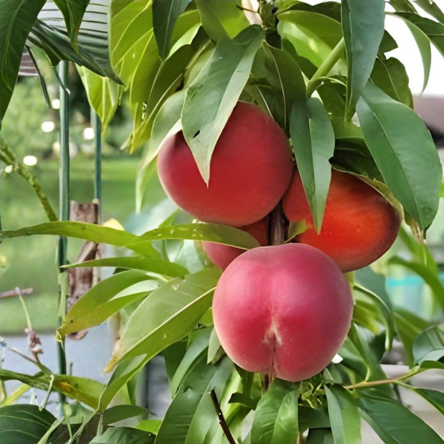 Organic Peach Tree Seeds - Grow Delicious Peaches - Prunus persica - USA Made, Ships from Iowa, Variety Options