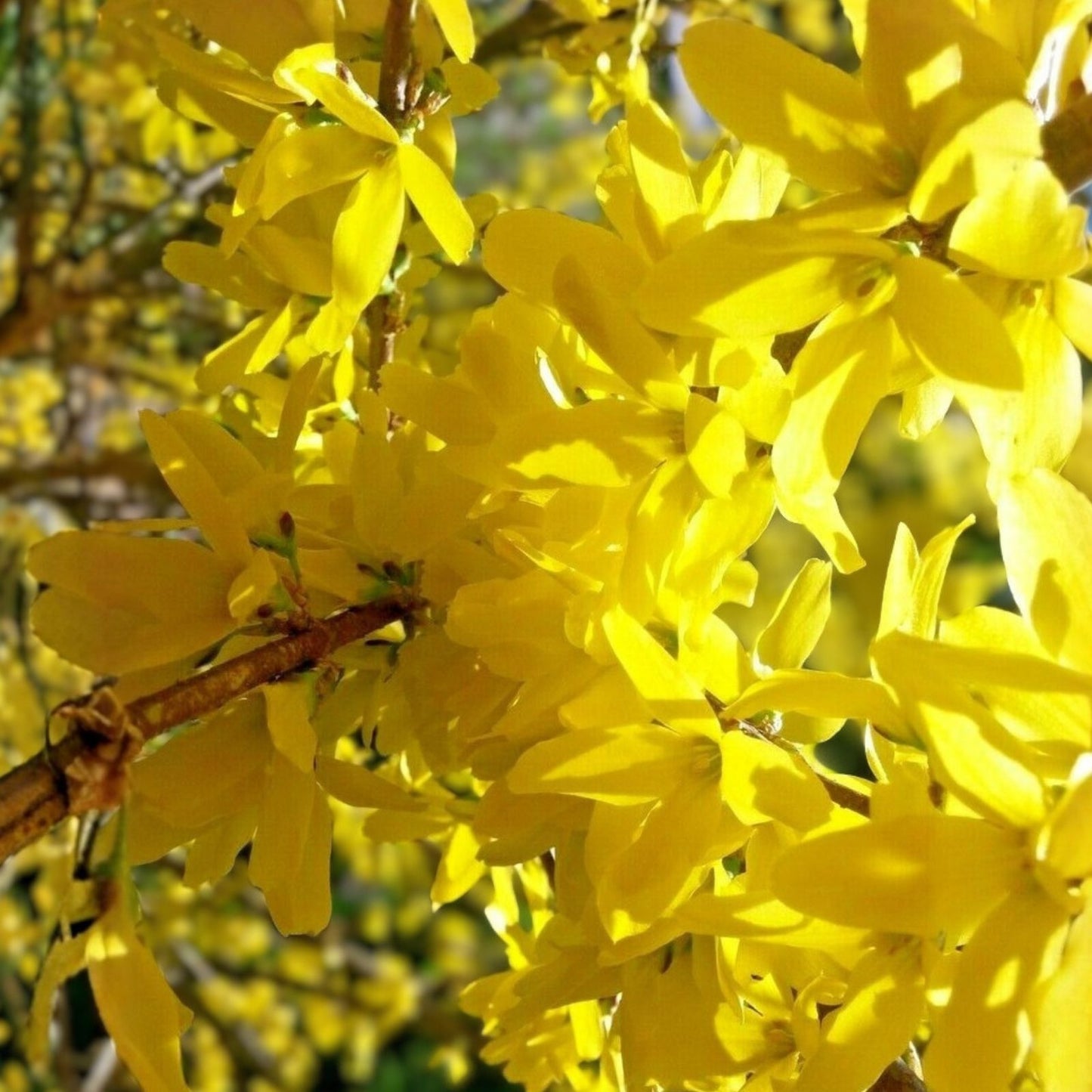 Yellow Bell Forsythia Cuttings - Hardy Ornamental Bush Perennial - Forsythia suspensa - Easy Planting Instructions Included