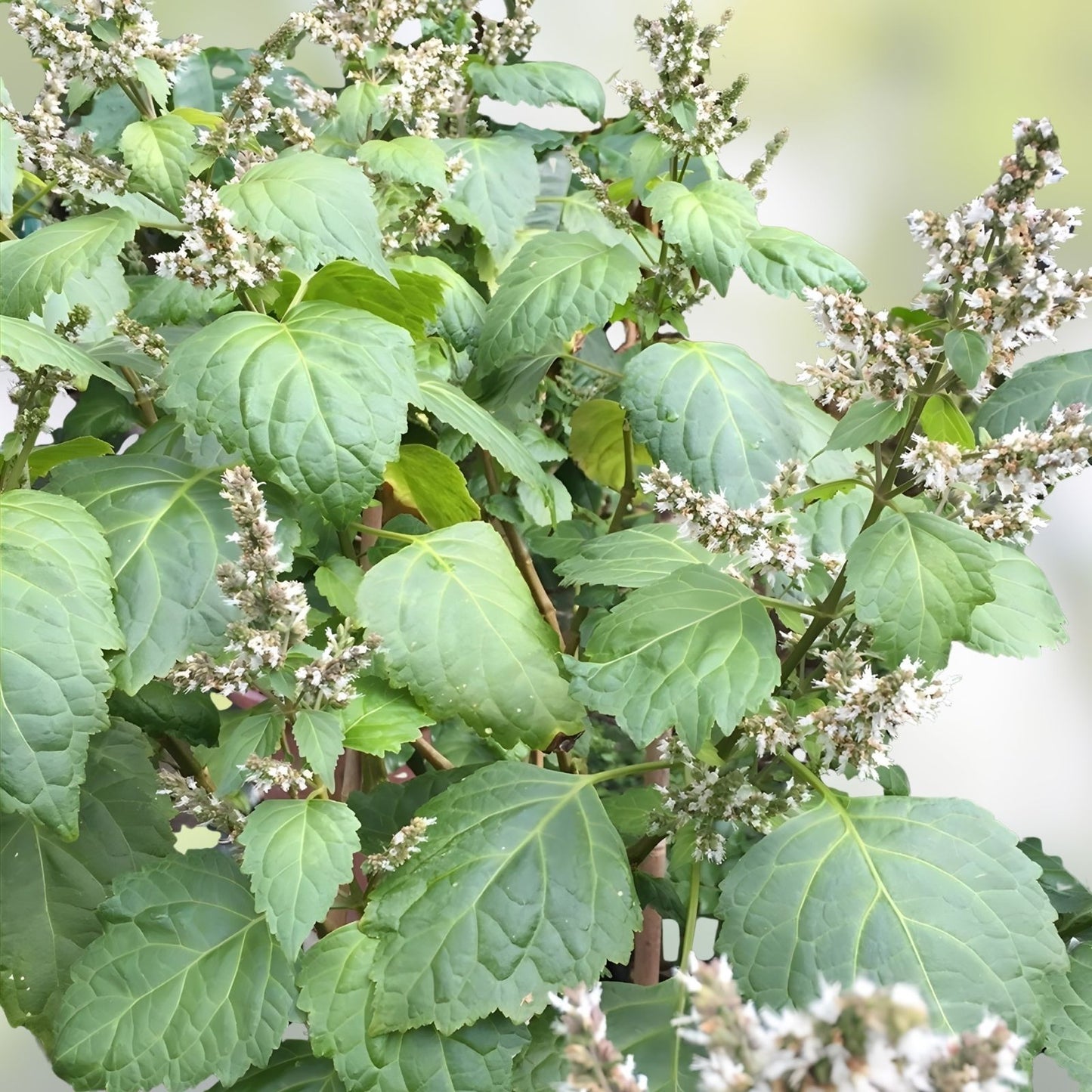 Patchouli Seeds 30+ Count - Pogostemon cablin Herb for Fragrance Oil Production - Aromatic Plant for Essential Oils