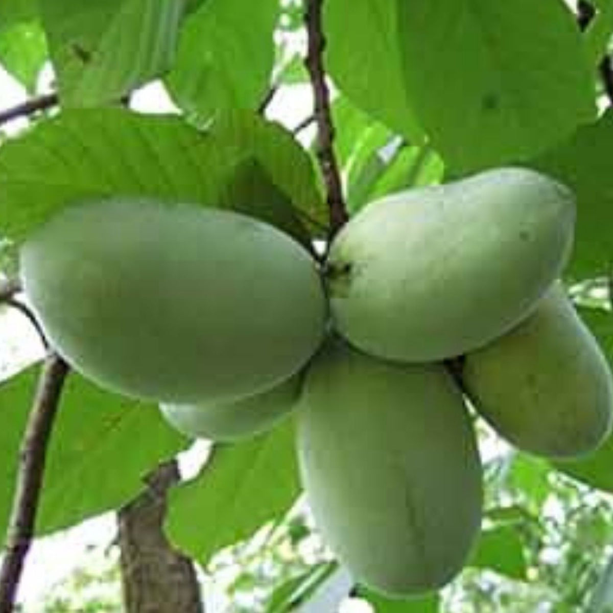 Banana Seeds 5 Pack - North American Paw Paw Tree (Asimina triloba) - Grow Your Own Anna's Bananas - Fruit Tree Seeds