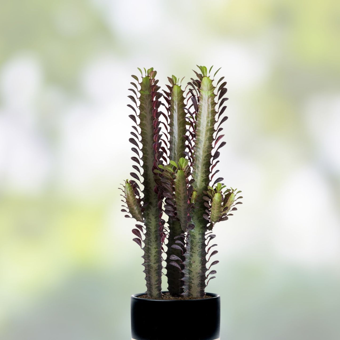 Euphorbia Trigona Cuttings – Green or Red – African Milk Tree Cactus Succulent for Indoor Plant Decor