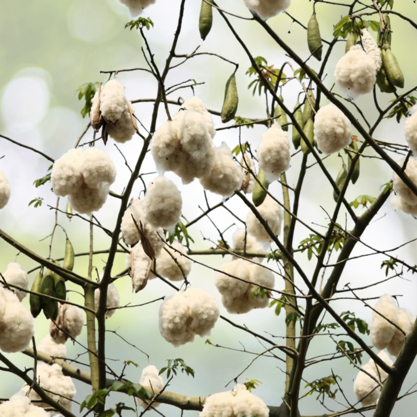 Silk Cotton Tree Seeds - Pre-Stratified 20 Seeds - Ceiba pentandra - Free Shipping