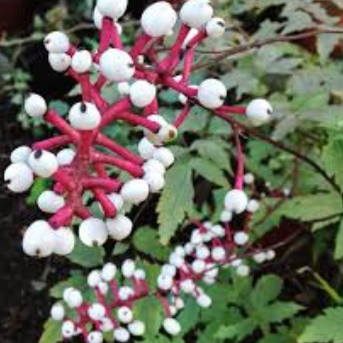 Doll's Eyes Wildflower Seeds - 20+ Non-GMO Actaea pachypoda Perennial Plant for Gardens