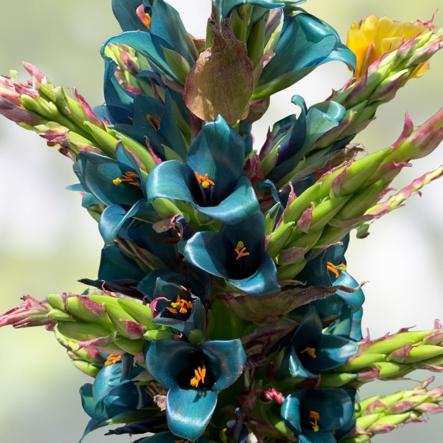 Sapphire Tower Seeds - 15 Rare PUYA Seeds for Planting - Unique Ornamental Succulent - Exotic Garden Addition - Puya alpina