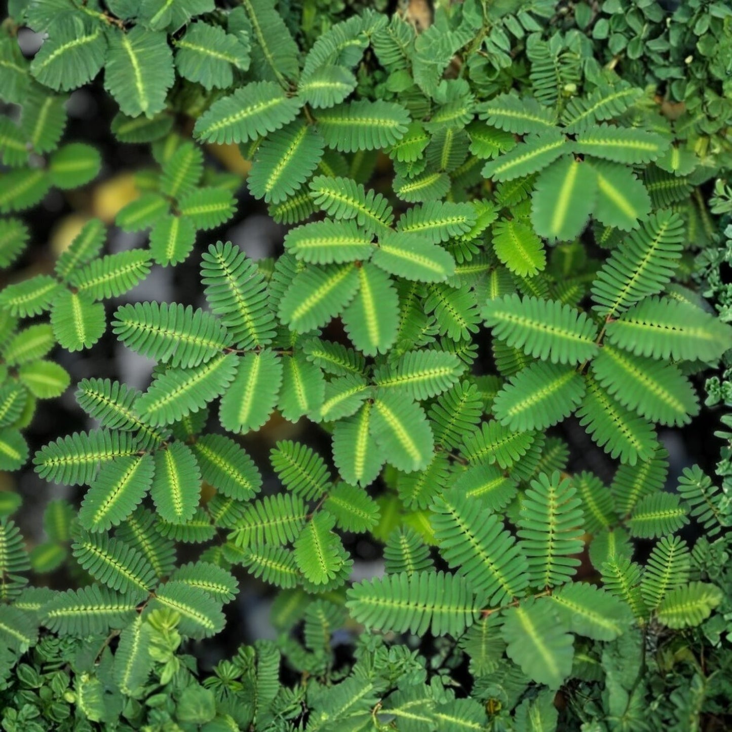 Water Mimosa Plant - Aquatic Tropical Marginal Pond Plant - Neptunia oleracea - Live Aquarium and Pond Plant - Buy 2 Get 1 Free