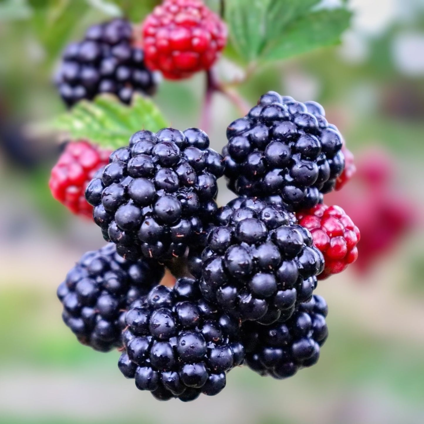 Thornless Blackberry Plant - Triple Crown Variety - Edible Fruit - Rubus fruticosus - Ships Bare Root, 3 Plants