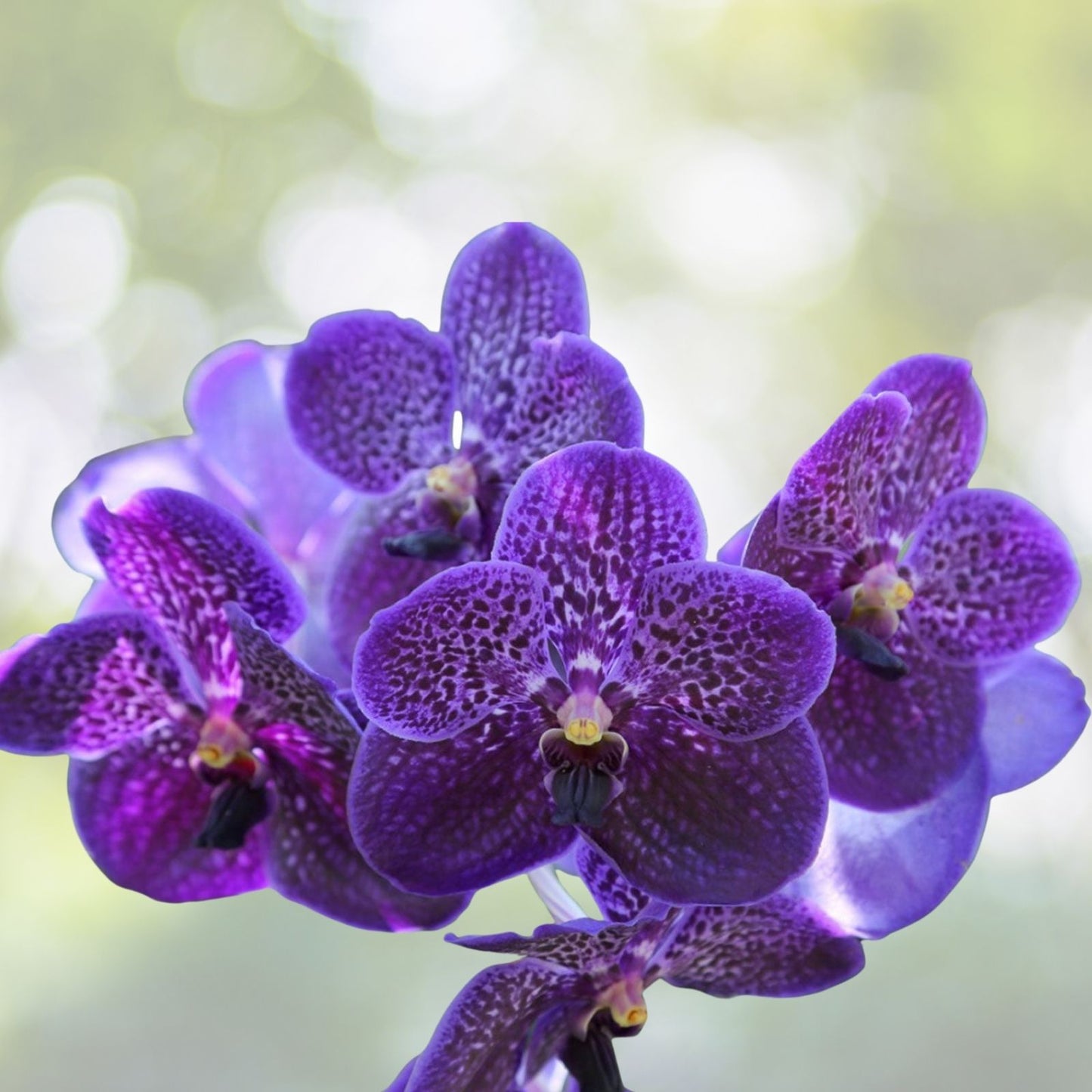 Vanda Orchid Plant in Medium Pot - Gordon Dillon x Fuchs Delight Hybrid - Vibrant Colors - Vanda spp.