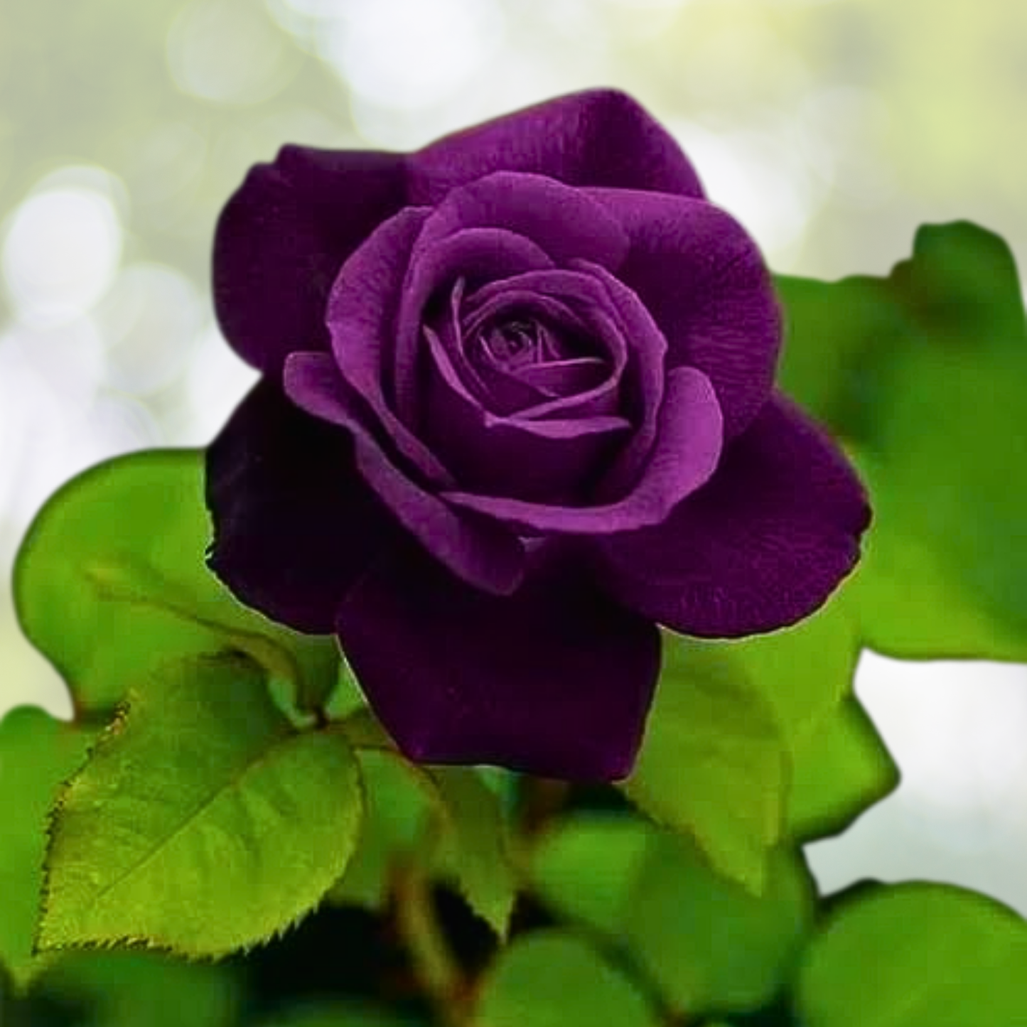 20pcs Rare Purple Rose Seeds - Easy Germination for Home Gardens - Rosa spp.
