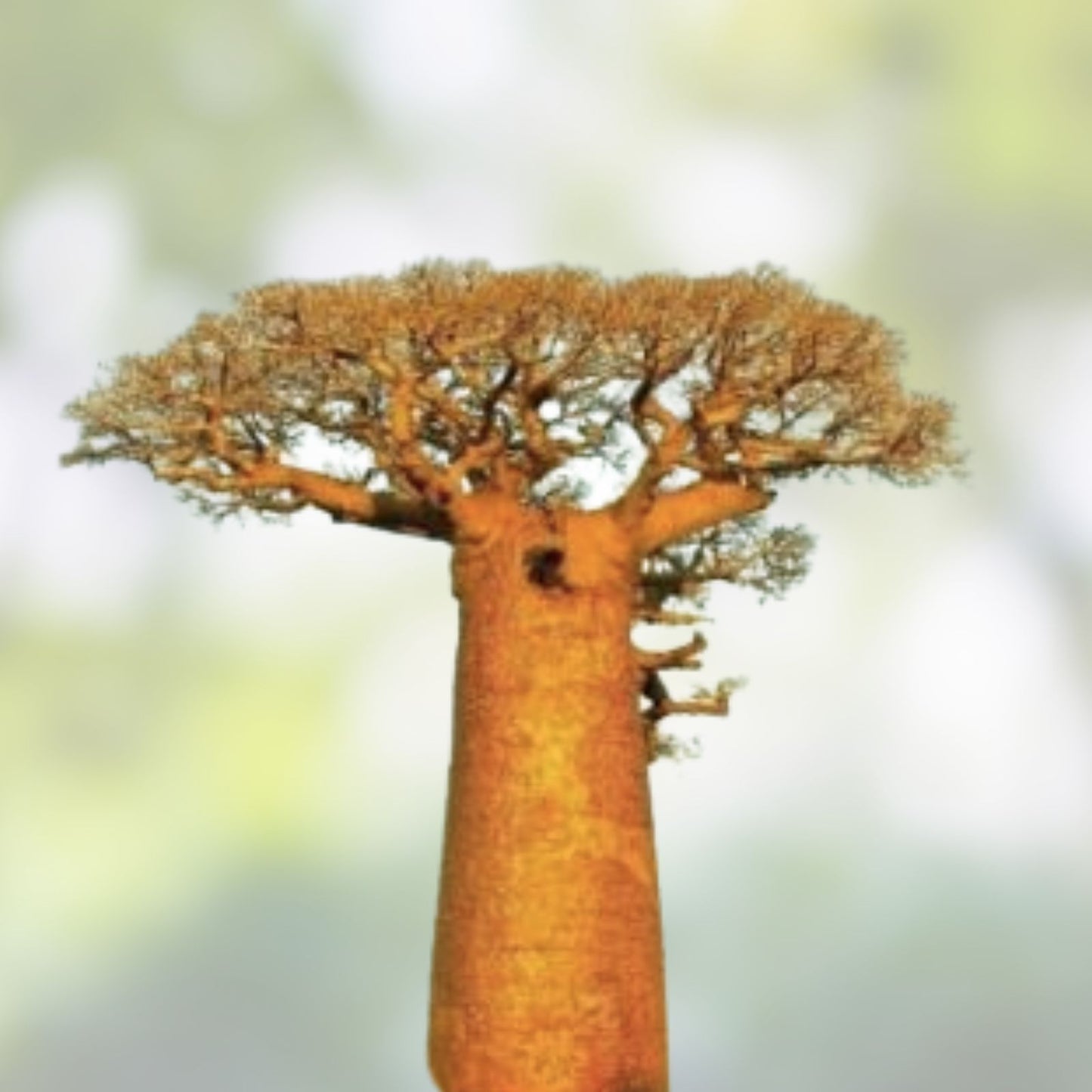 10 African Baobab Seeds - Adansonia digitata - Rare Unique Planting Seeds for Gardening and Landscaping