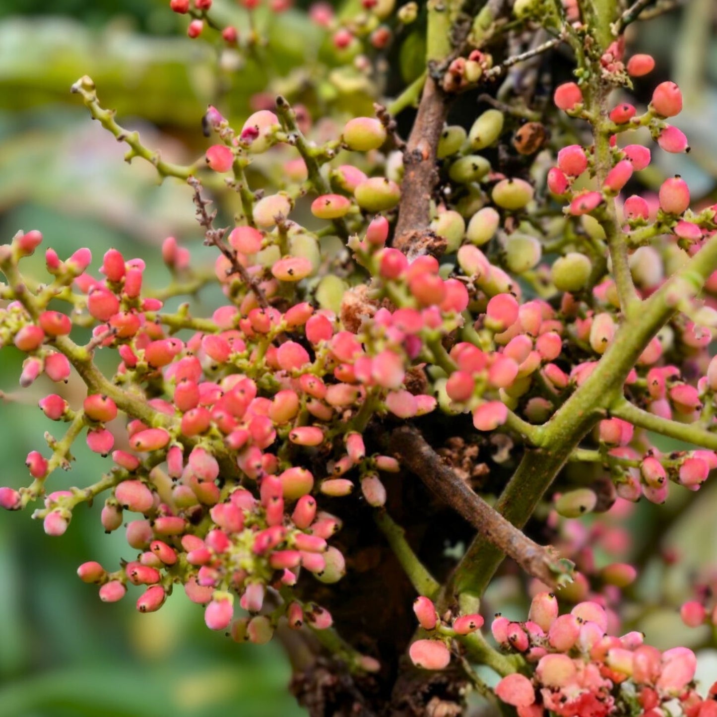 Chinese Sumac Tree Seeds 30 Pack - Nutgall Tree Rhus chinensis - Ornamental and Medicinal Plant Seeds
