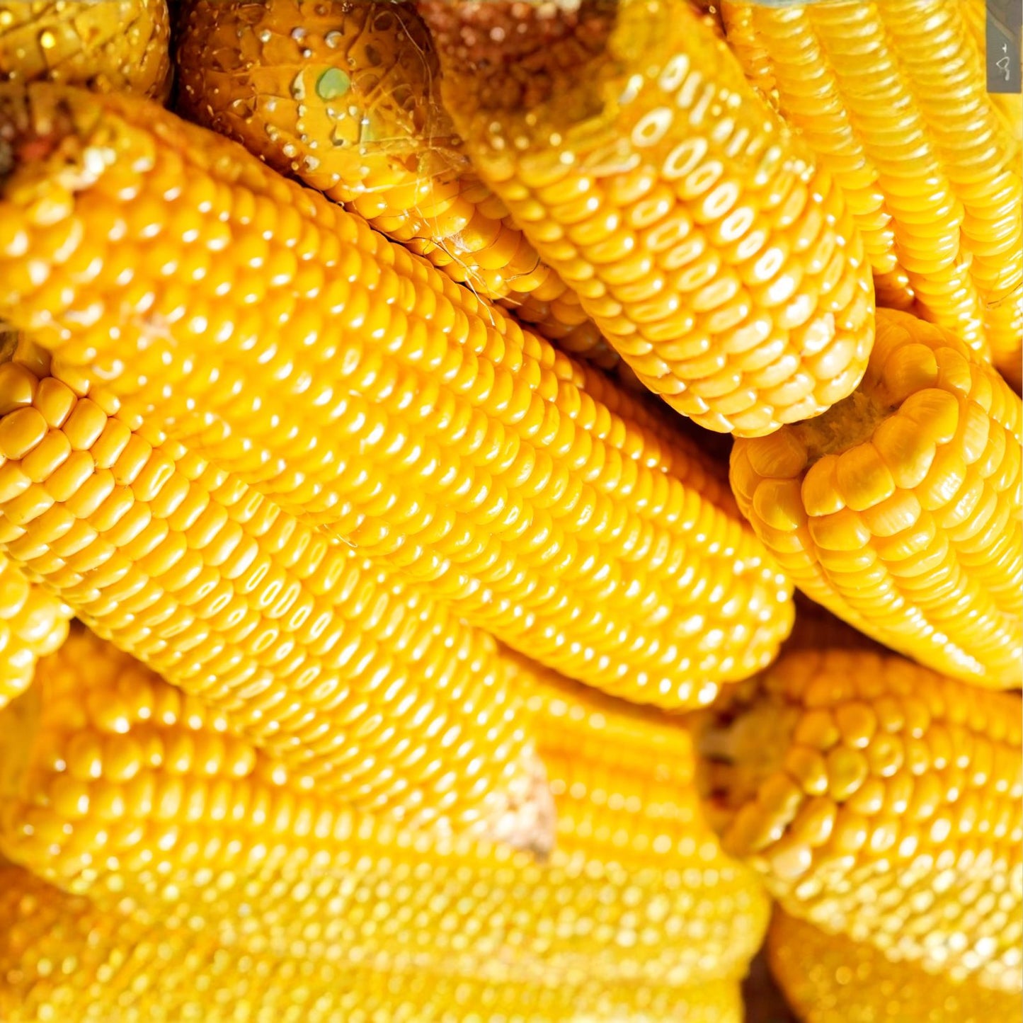 Yellow Sweet Corn Seeds 35+ Count Iochief Variety Zea mays Non-GMO Organic Gardening Planting Supplies