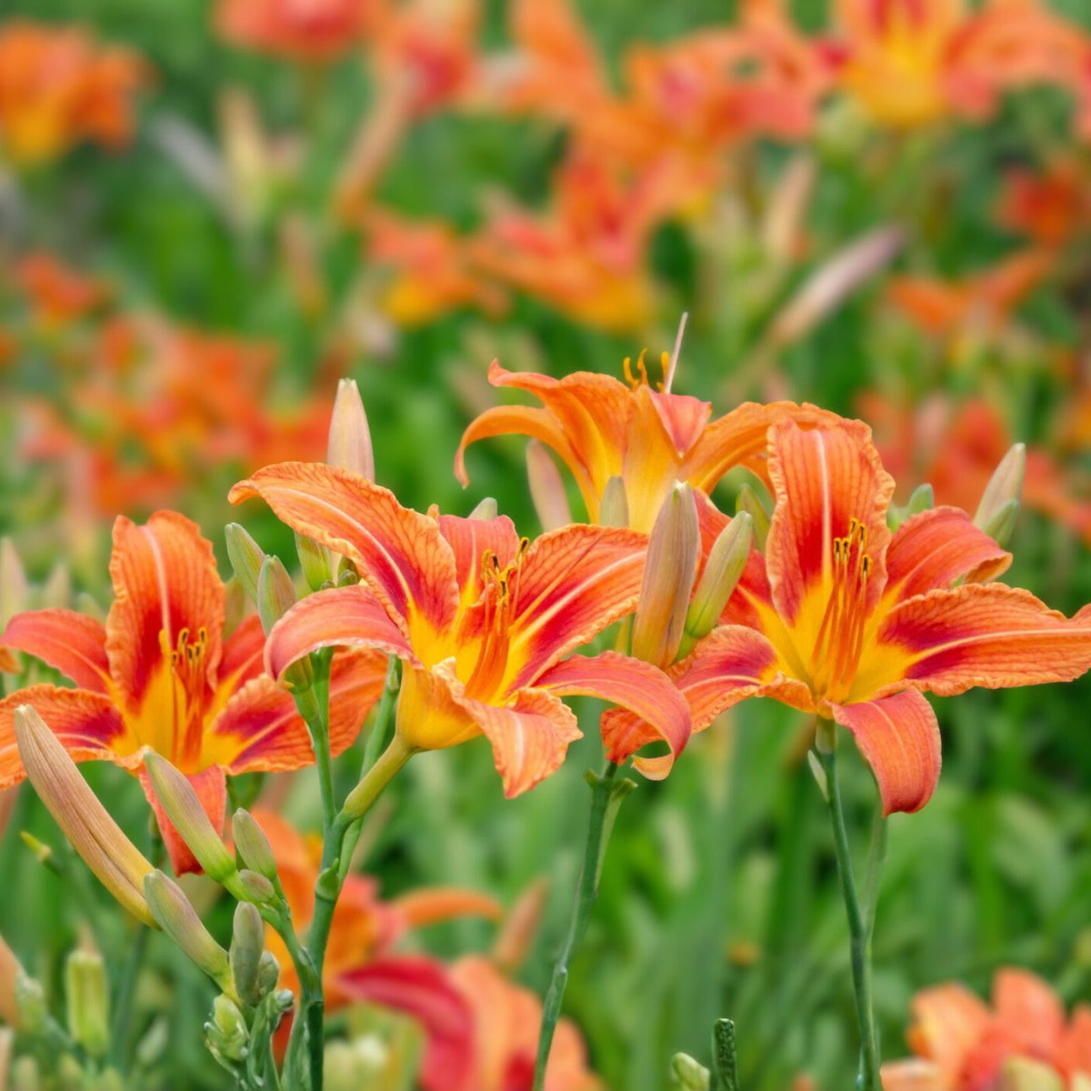 Orange Daylily Bulbs - 3 Bareroot Tawny Day Lily Rhizomes - Hemerocallis fulva - Native Medicinal Wildflower for Forest Garden