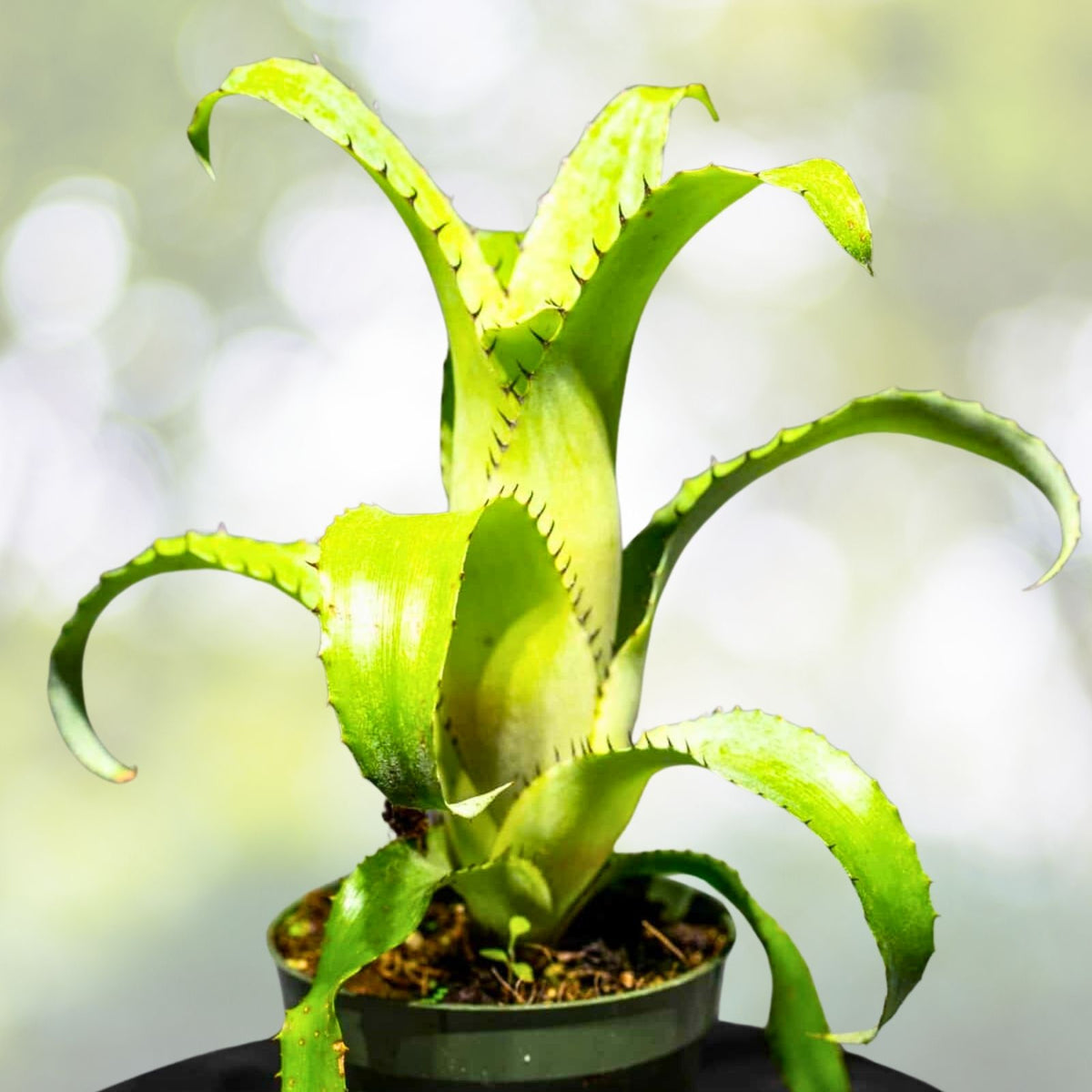 Bromeliad Plant 4" Pot Billbergia Borracho - Tropical Indoor Gardening Pair - Healthy Houseplants for Home Decor