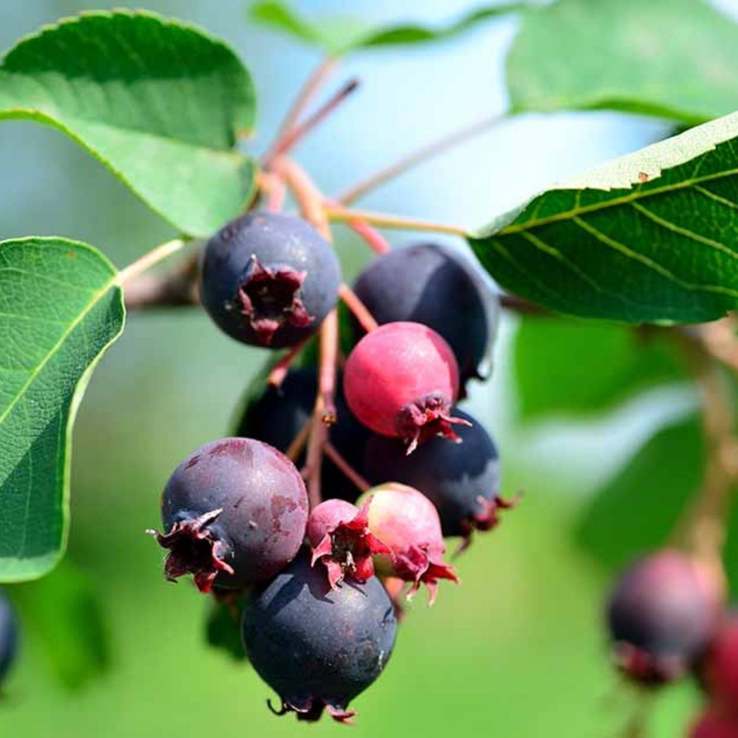Saskatoon Serviceberry Seeds 30 Pack - Hardy Fruit Bush Seeds - Amelanchier alnifolia - Edible Berry Planting Seeds