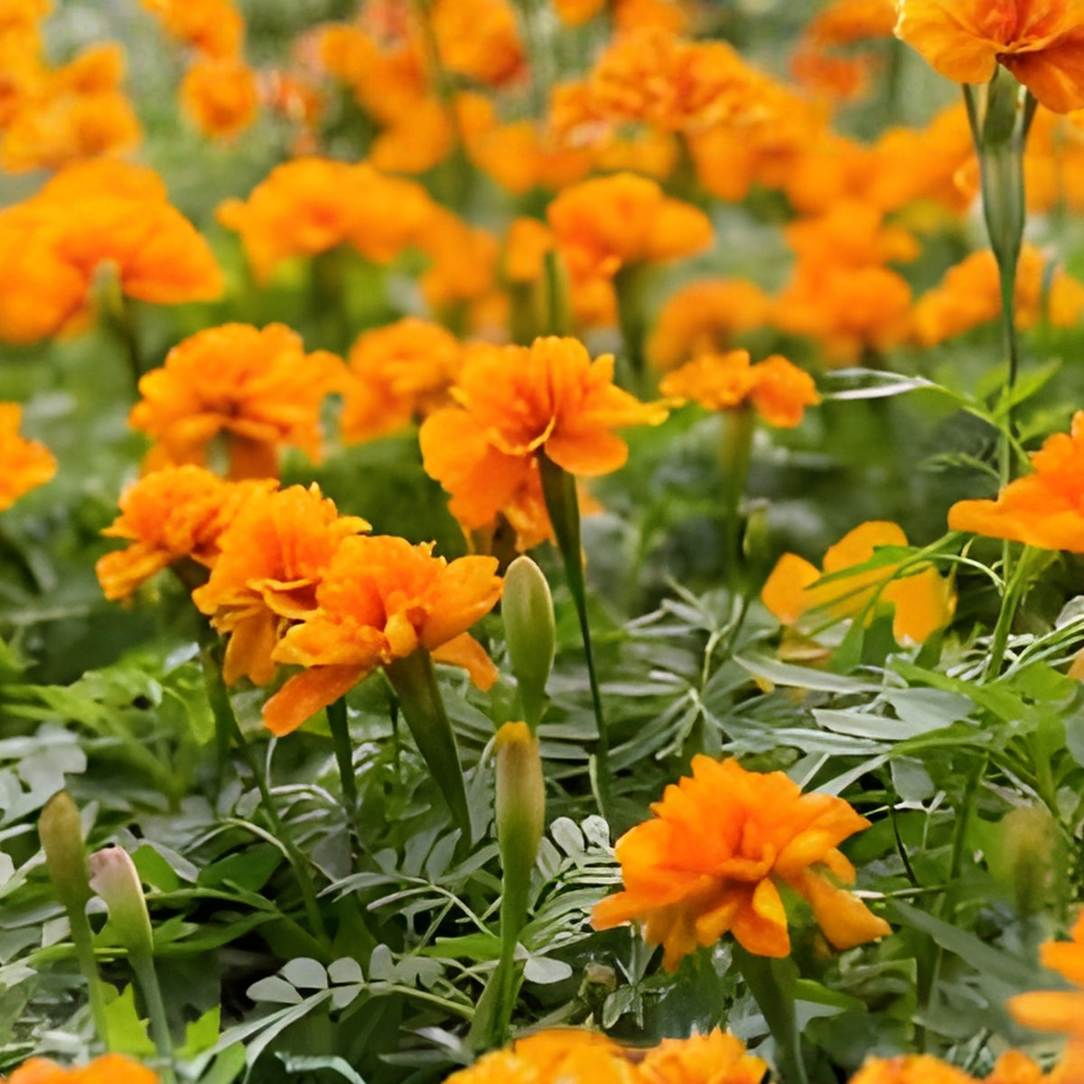 Colorful Lantana Plants - 4 Pack 6" Pots - Lantana camara - Hardy Ornamental Shrubs for Garden, Attracts Pollinators