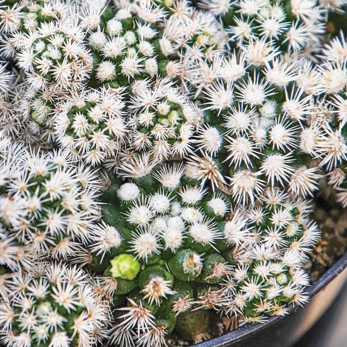 Echinocactus polycephalus Cactus 4-inch Clustered Growth Arizona Snowcap Succulent Plant