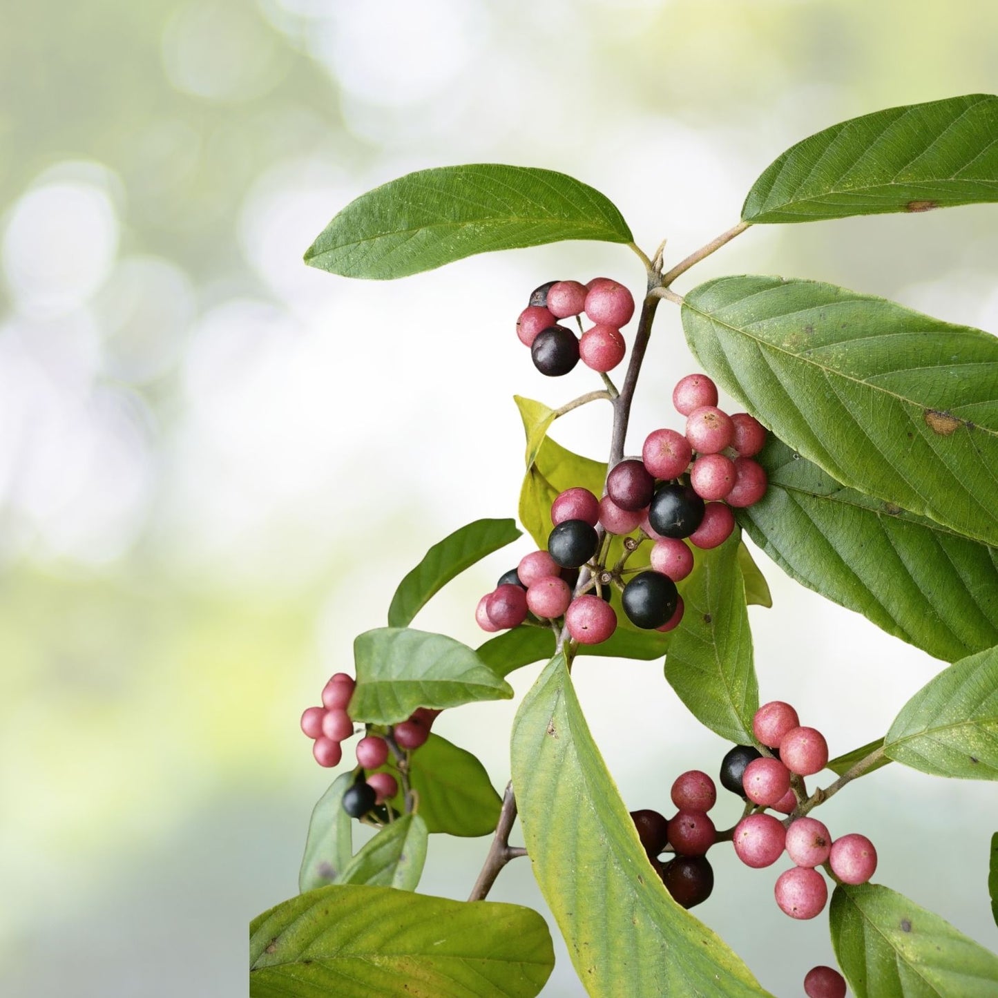 Indian Cherry Seeds - 20 Pack - Rhamnus caroliniana - Deciduous Tree Seeds for Planting