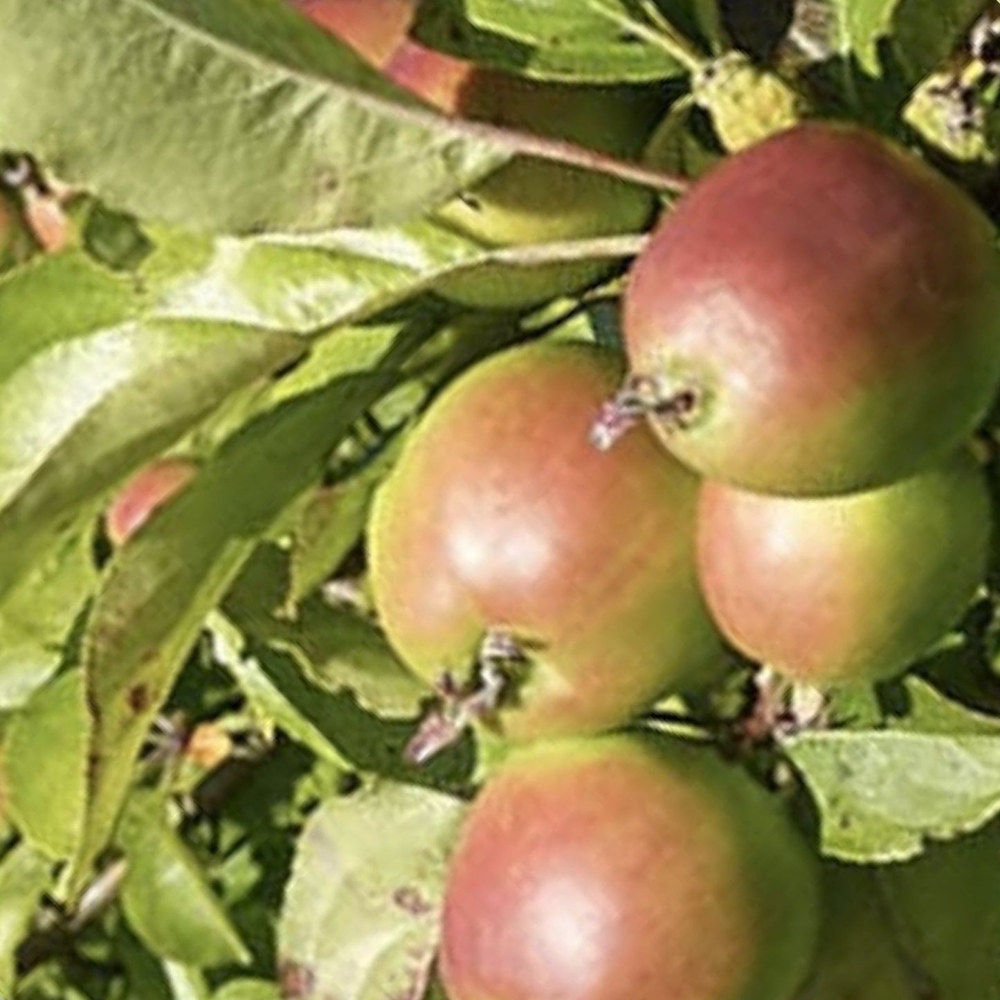 European Crab Apple Tree Seeds - 20 Seeds, Malus Sylvestris, French Crabapple, Hardy Fruit Tree for Gardens