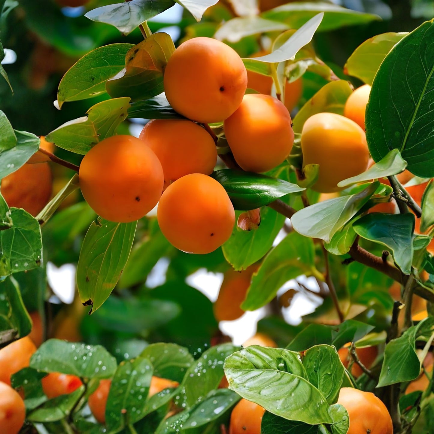 American Persimmon Tree Seeds 20 Pack Native Variety Diospyros virginiana Grown in USA Ships from Iowa