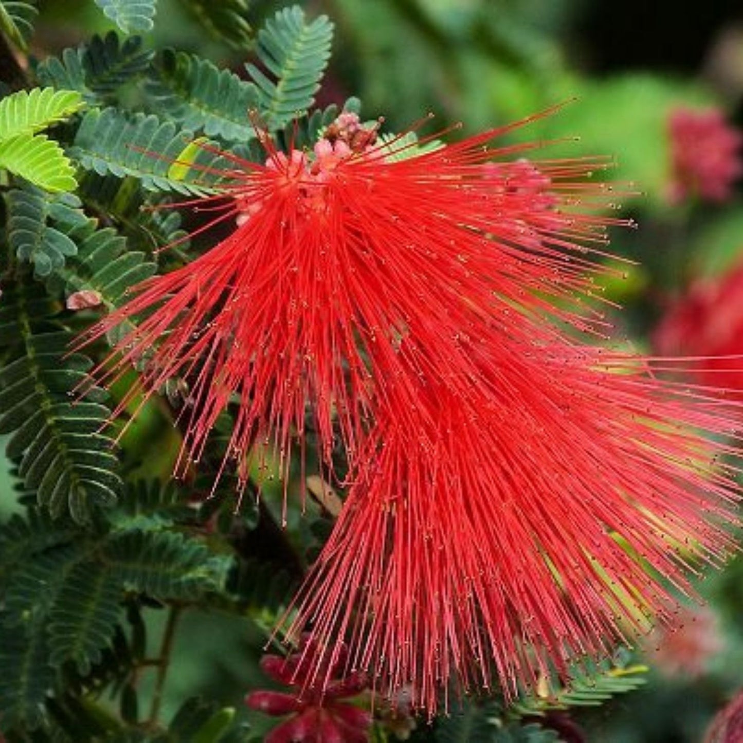 Calliandra Californica Seeds Baja Fairy Duster Drought-Tolerant Native Plant for Gardens 20+ Seeds