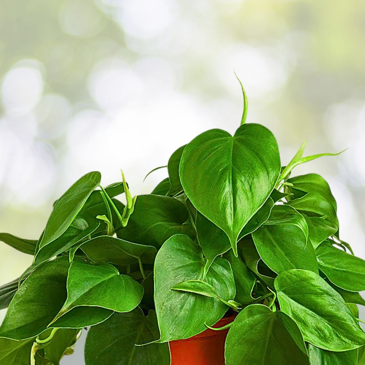 Variegated Philodendron Brasil Starter Plant 4" Live Well-Rooted Plug, Philodendron hederaceum, Indoor Houseplant