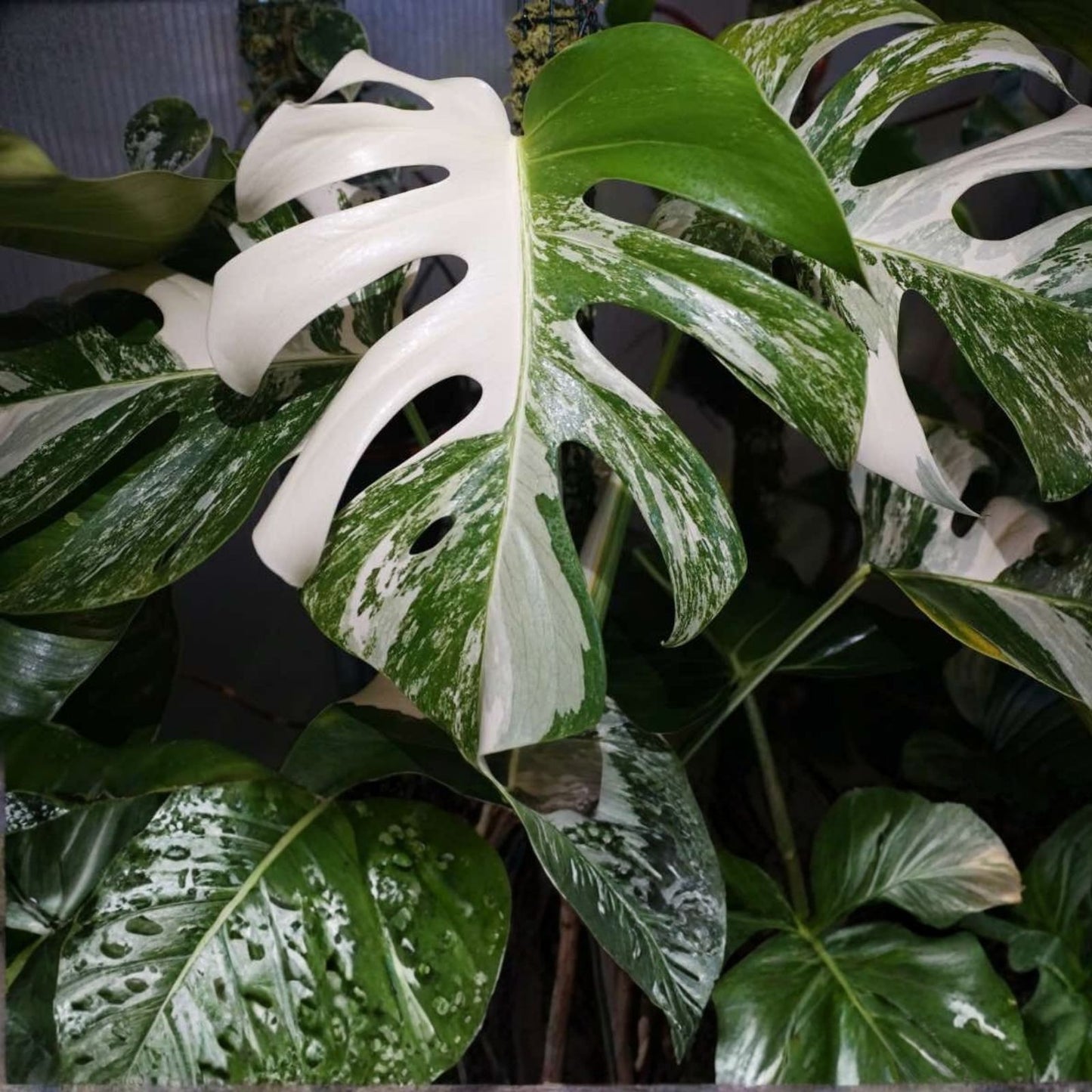 Monstera Albo Borsigiana Rooted Cutting - Rare Variegated Houseplant - Indoor Garden Plant - Monstera deliciosa