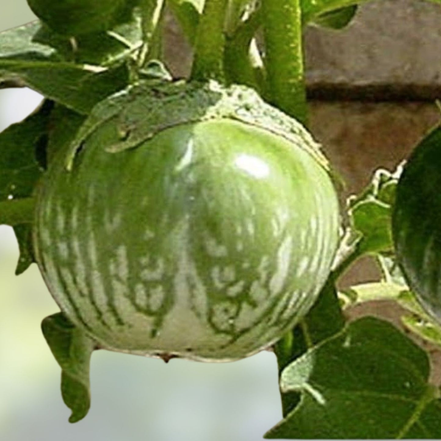 Kermit Eggplant Seeds – 20+ Round Thai Eggplant Seeds, Solanum melongena, Edible Fruit, Heirloom Vegetable Seeds
