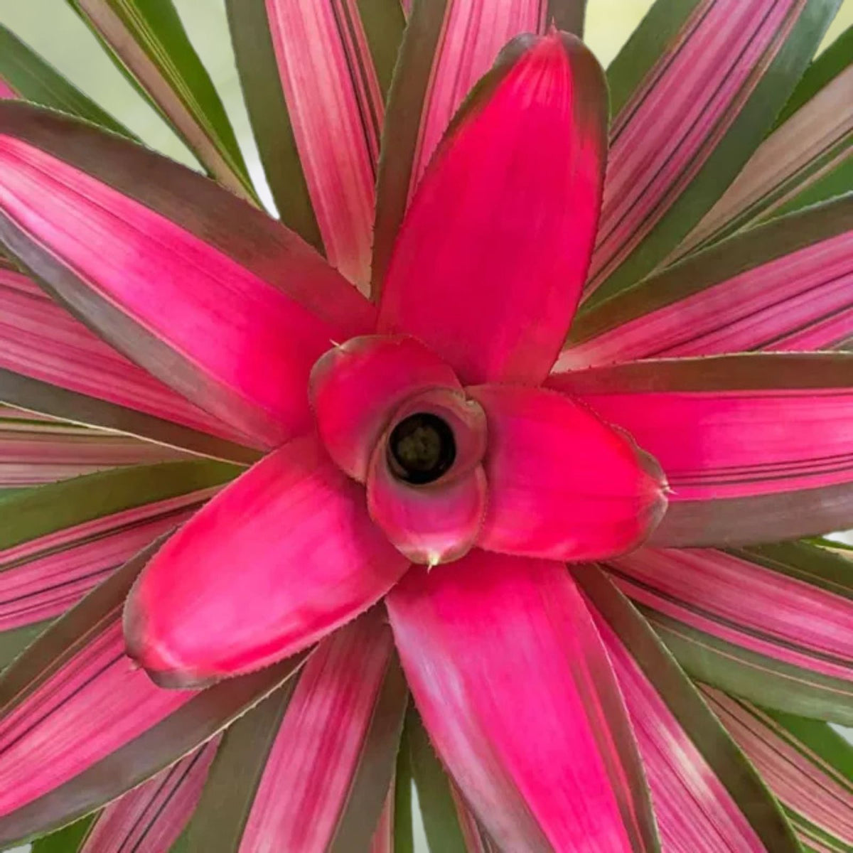 Neoregelia Magnifica 6" Pot | Tropical Bromeliad Plant | Live Indoor Houseplant | Easy Care Tropical Plant