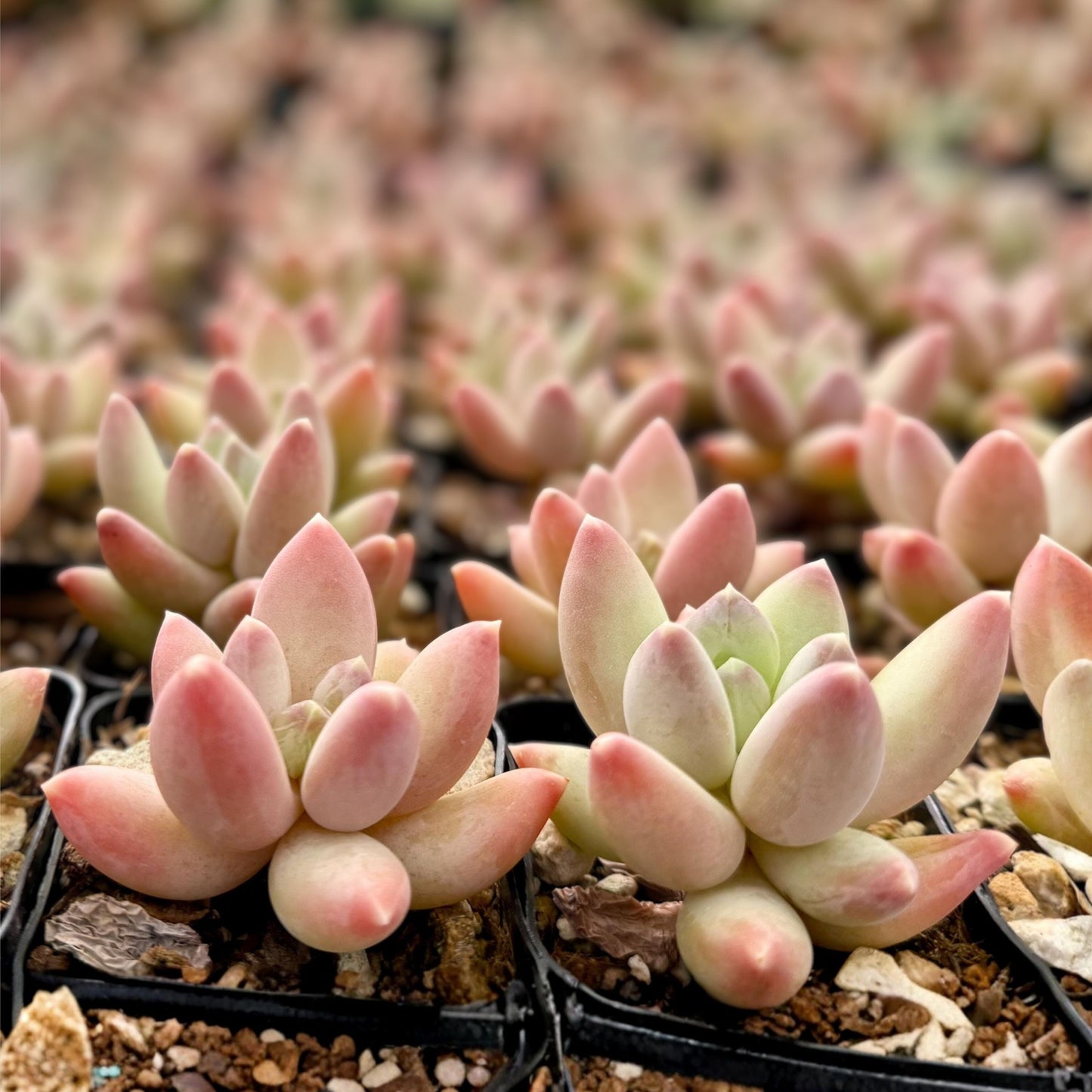Pink Succulent Plant in 2" Pot | Pachyphytum Compactum 'Rose' | Little Jewel | Compact Gemstone-Like Leaves