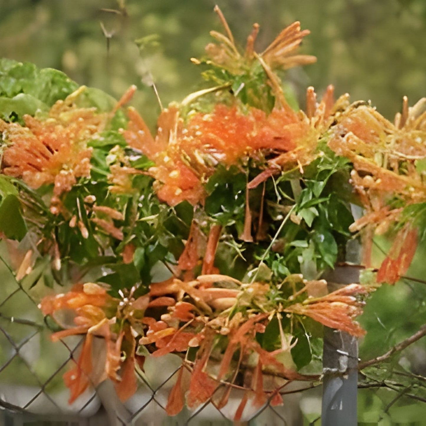 Phyrostegia Vine Starter Plant, Small Rooted, Florida Flame, Hummingbird Attractant, Garden Climber, Ornamental Vine