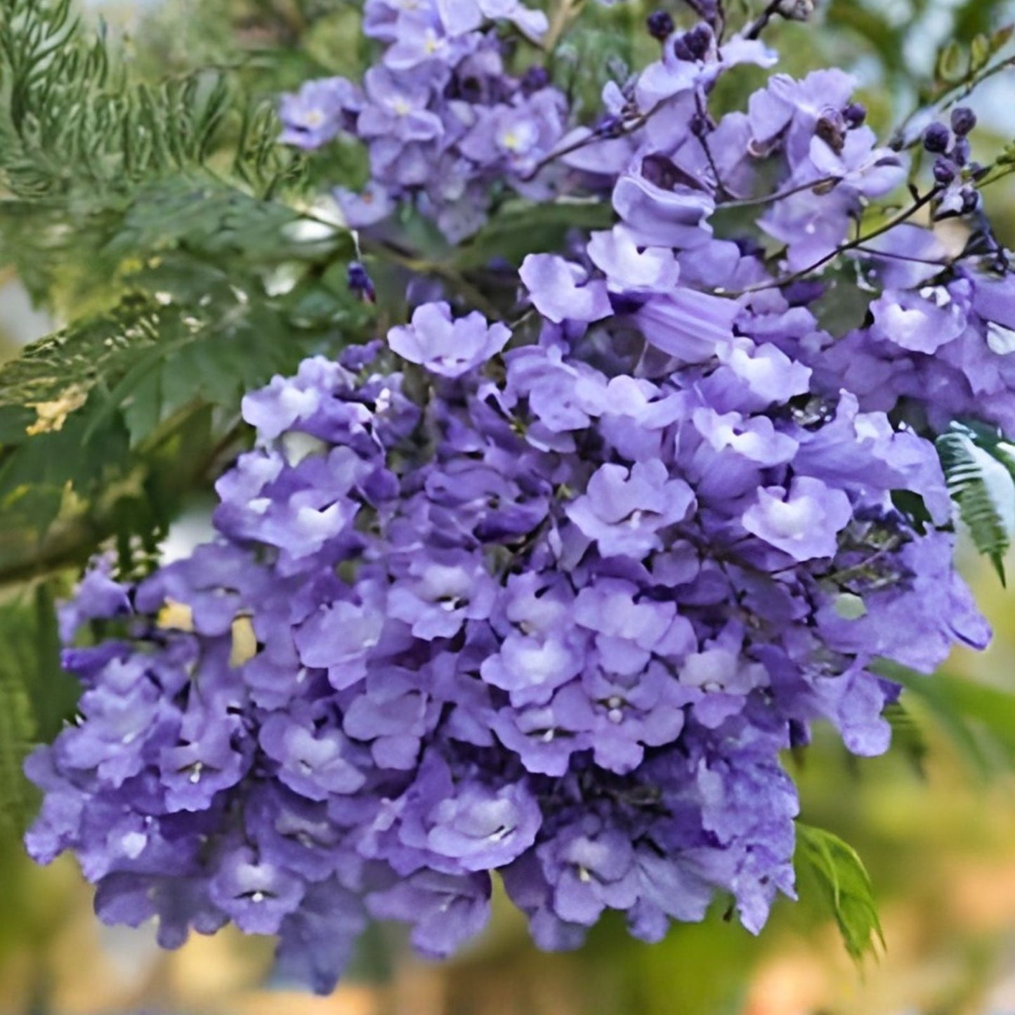 Blue Jacaranda Tree Seeds 100 Pack, Rare Blue Flowering Tree, Jacaranda mimosifolia, Easy to Grow, Garden Tree Seeds
