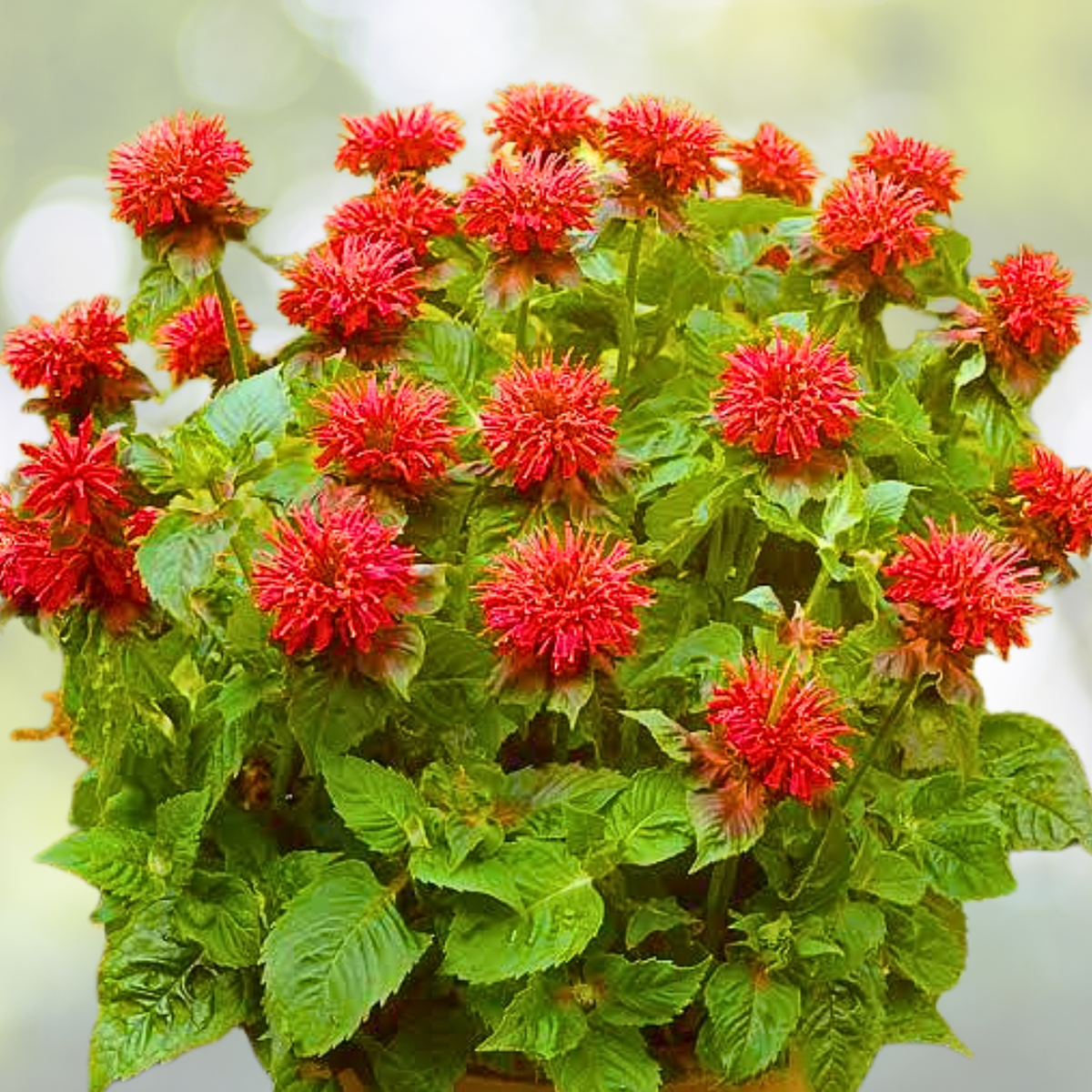 Bee Balm Seeds - 50 Scarlet Red Monarda Didyma Perennial for Hummingbirds - Non-GMO