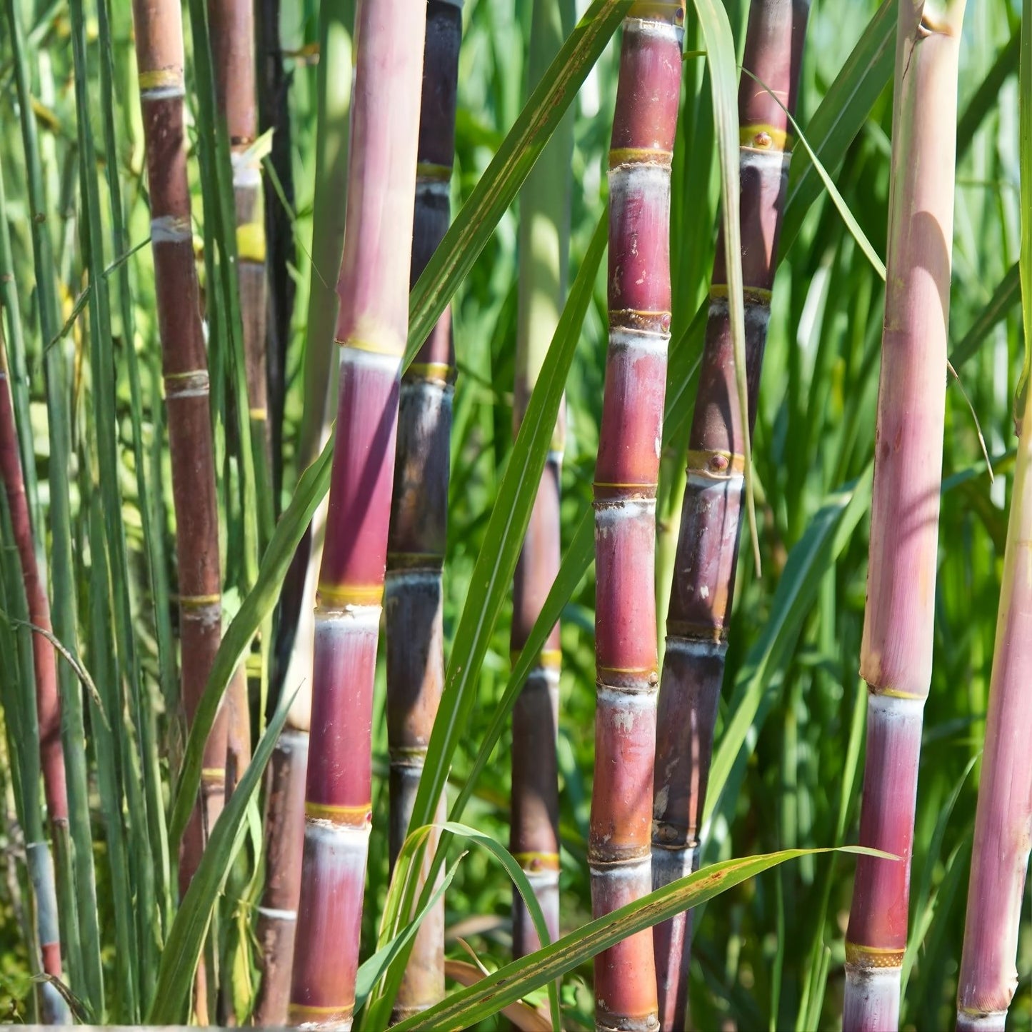 Sugar Cane Cuttings - 3 Large Organically Grown Sweet Variety - SW Florida - Renewable Planting Material