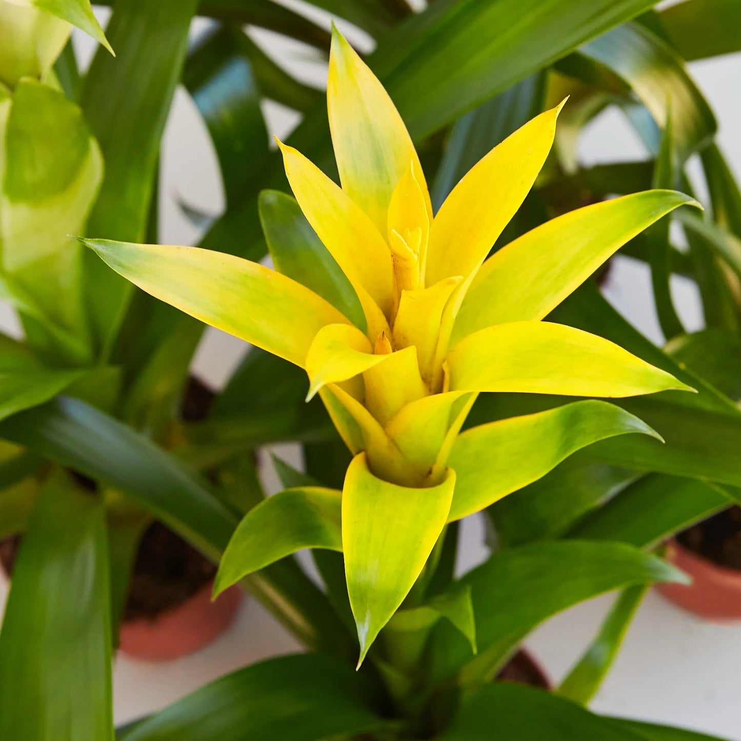 Bromeliad Plant 4" Pot Guzmania Lorena - Tropical Indoor Houseplant with Colorful Foliage (Guzmania spp.)